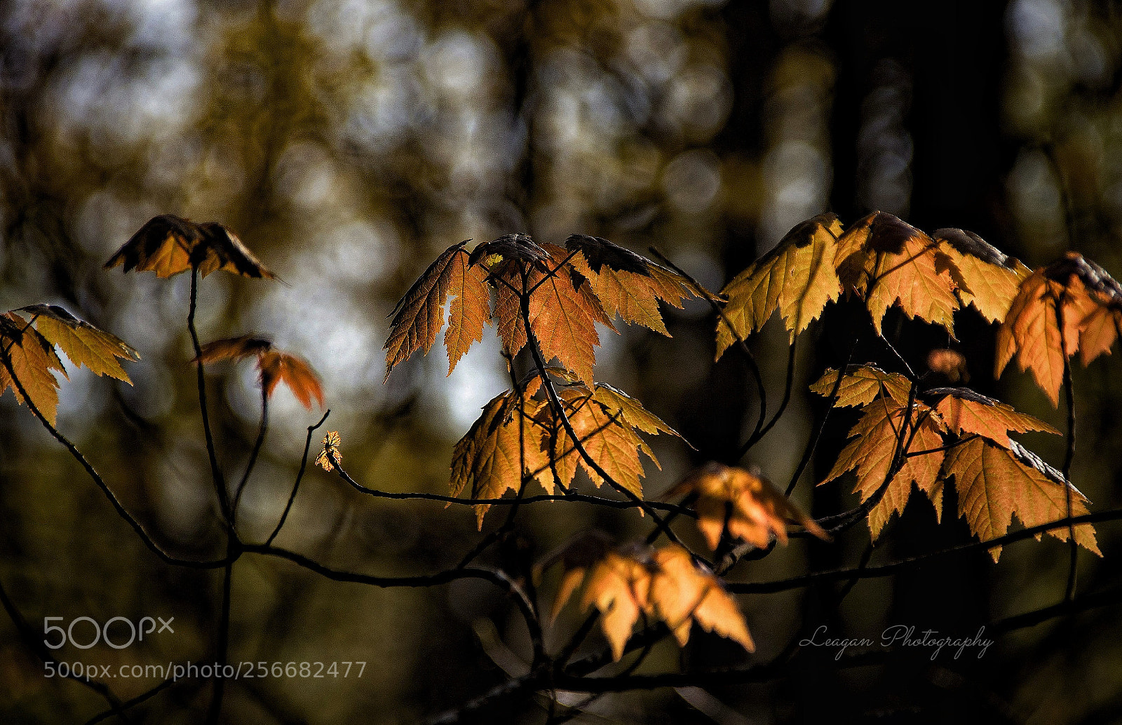 Canon EOS 80D sample photo. Young sugar maple leafs photography