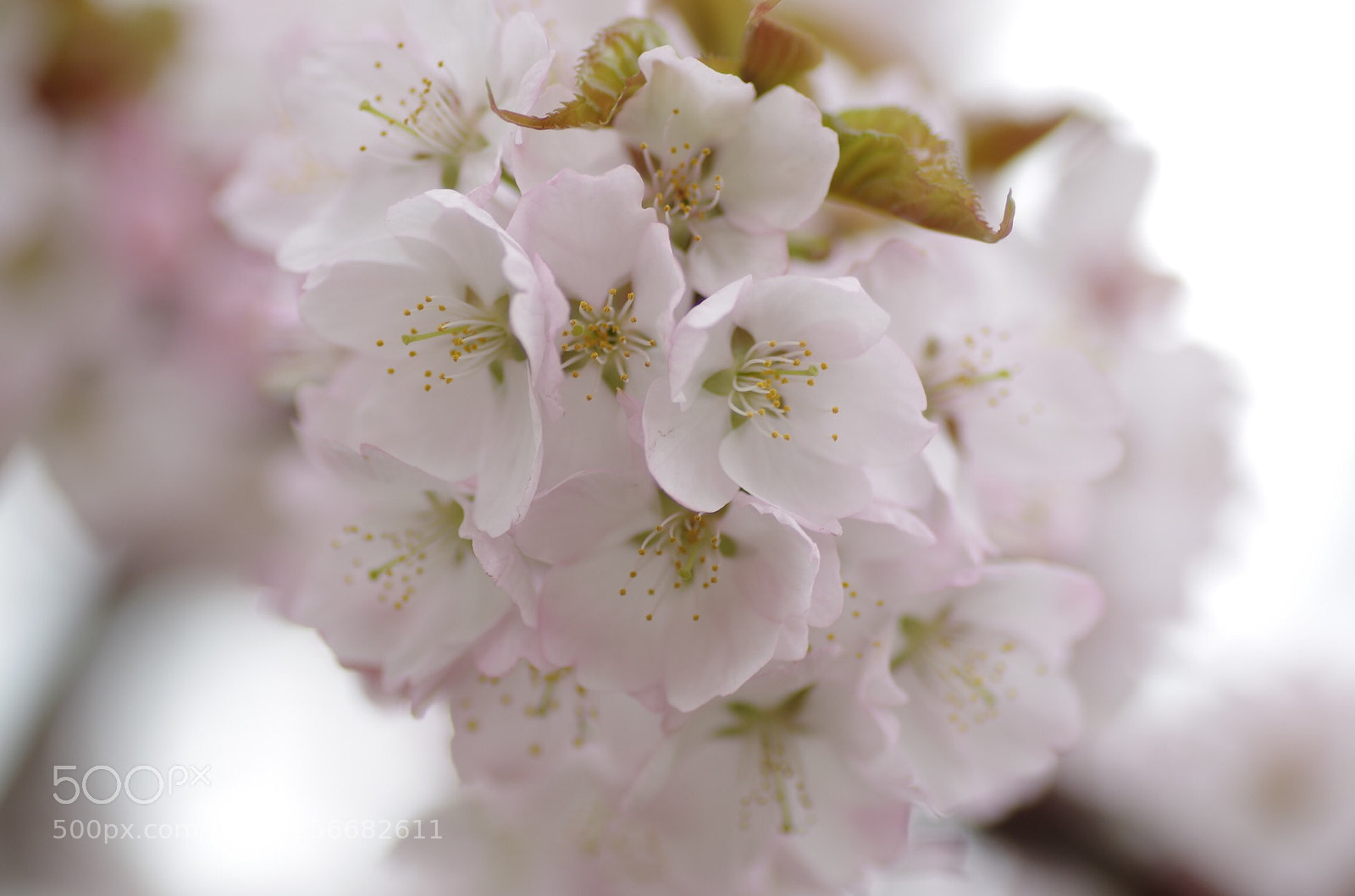 Pentax K-30 sample photo. Sakura_iv photography