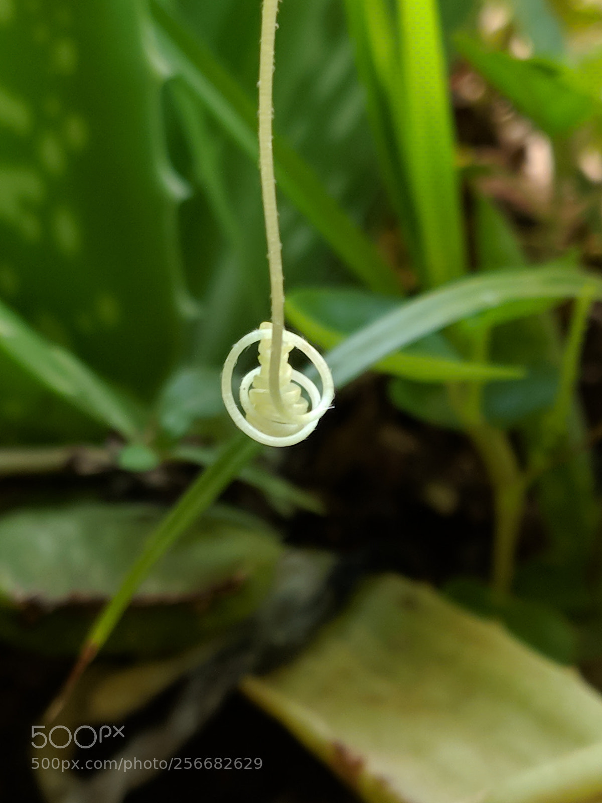 Xiaomi Mi A1 sample photo. Dioscorea alata, known as photography