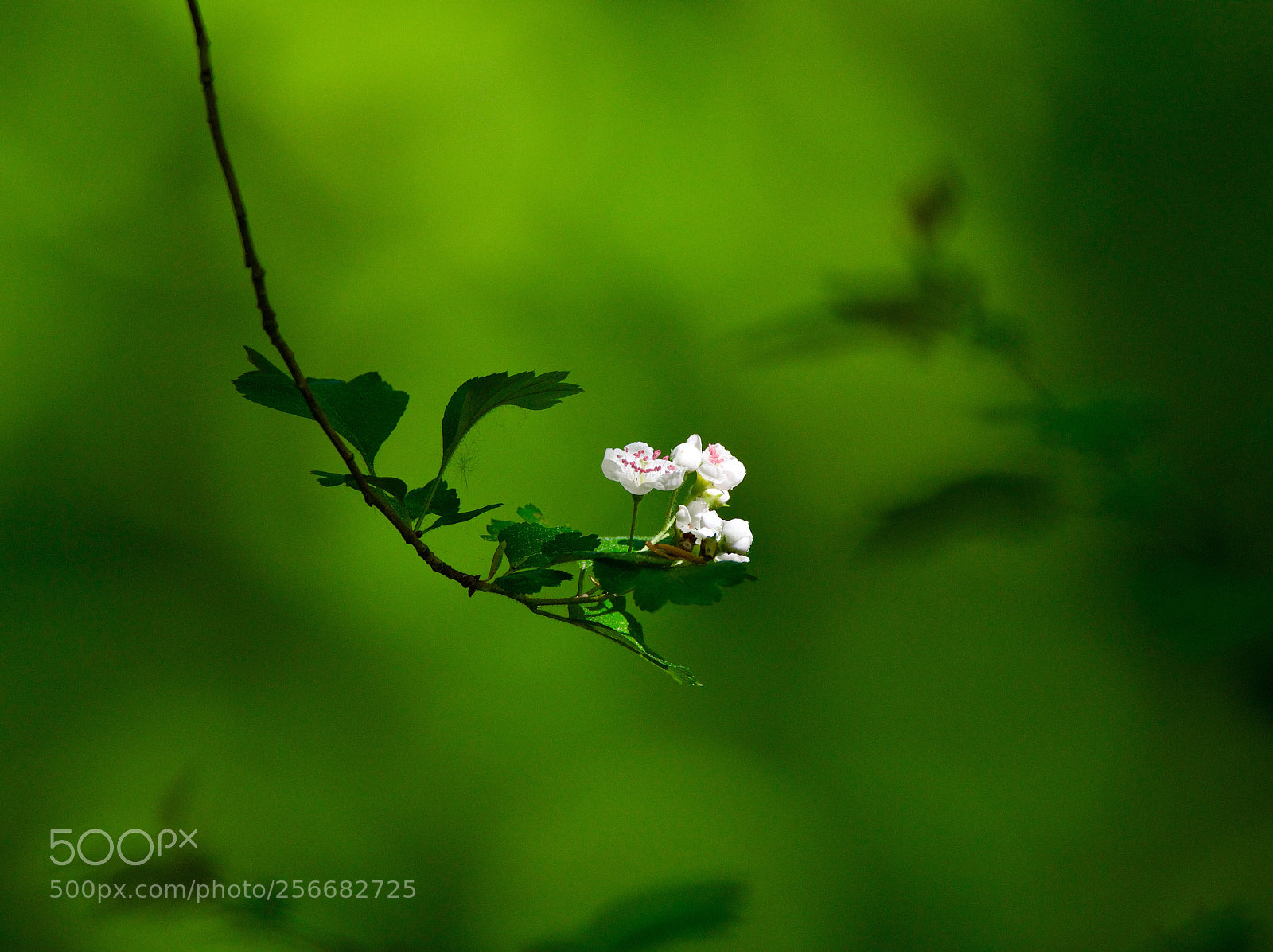 Nikon D500 sample photo. Untitled photography
