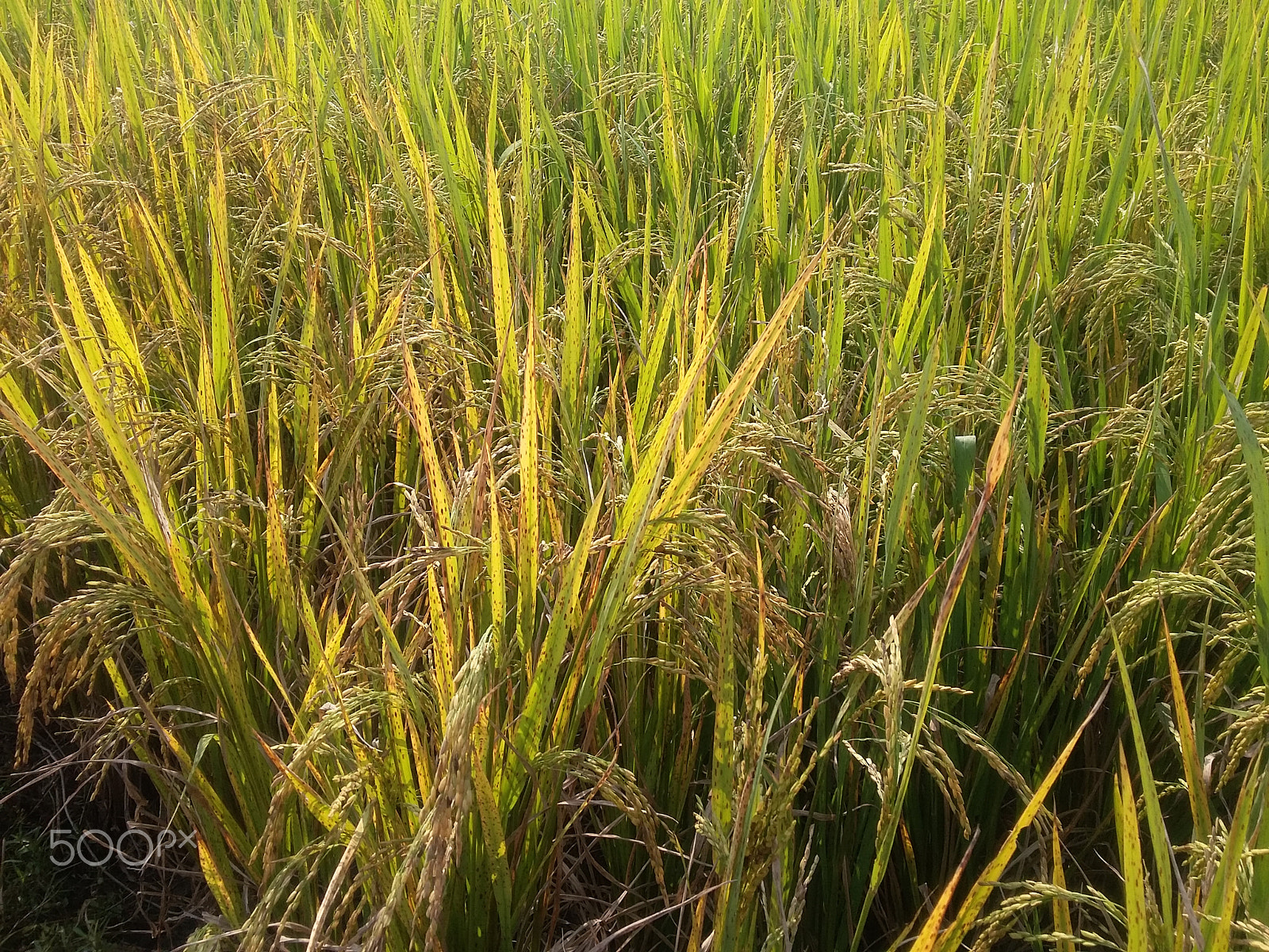 Samsung Galaxy E5 sample photo. Rice tree field photography