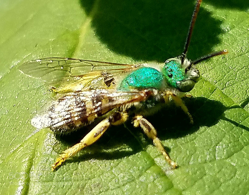 Samsung Galaxy S7 sample photo. Resting greenie photography