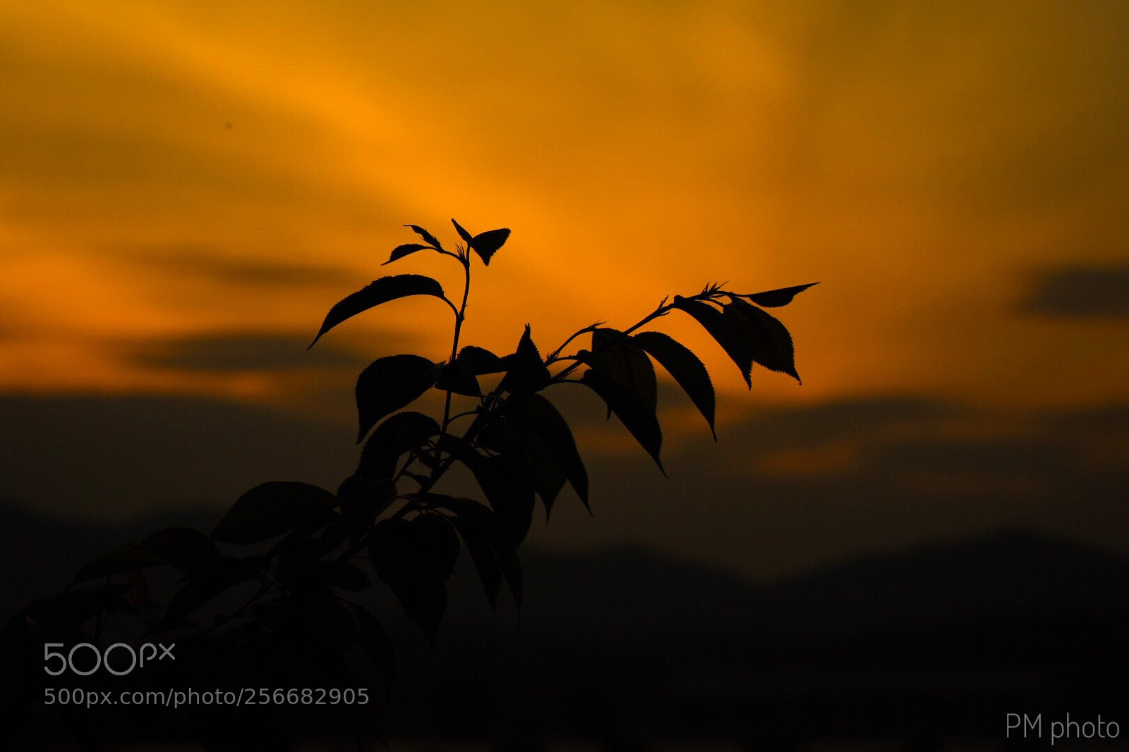 Nikon D7200 sample photo. Untitled photography
