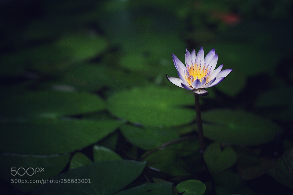 Canon EOS 5D Mark II sample photo. Untitled photography