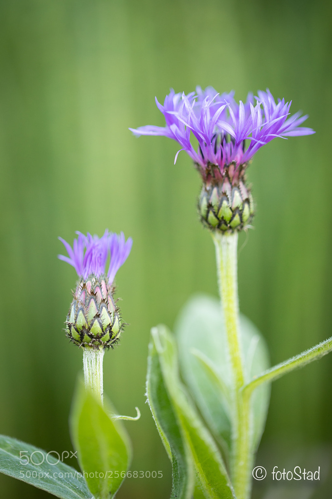 Canon EOS 6D Mark II sample photo. Korenbloem photography