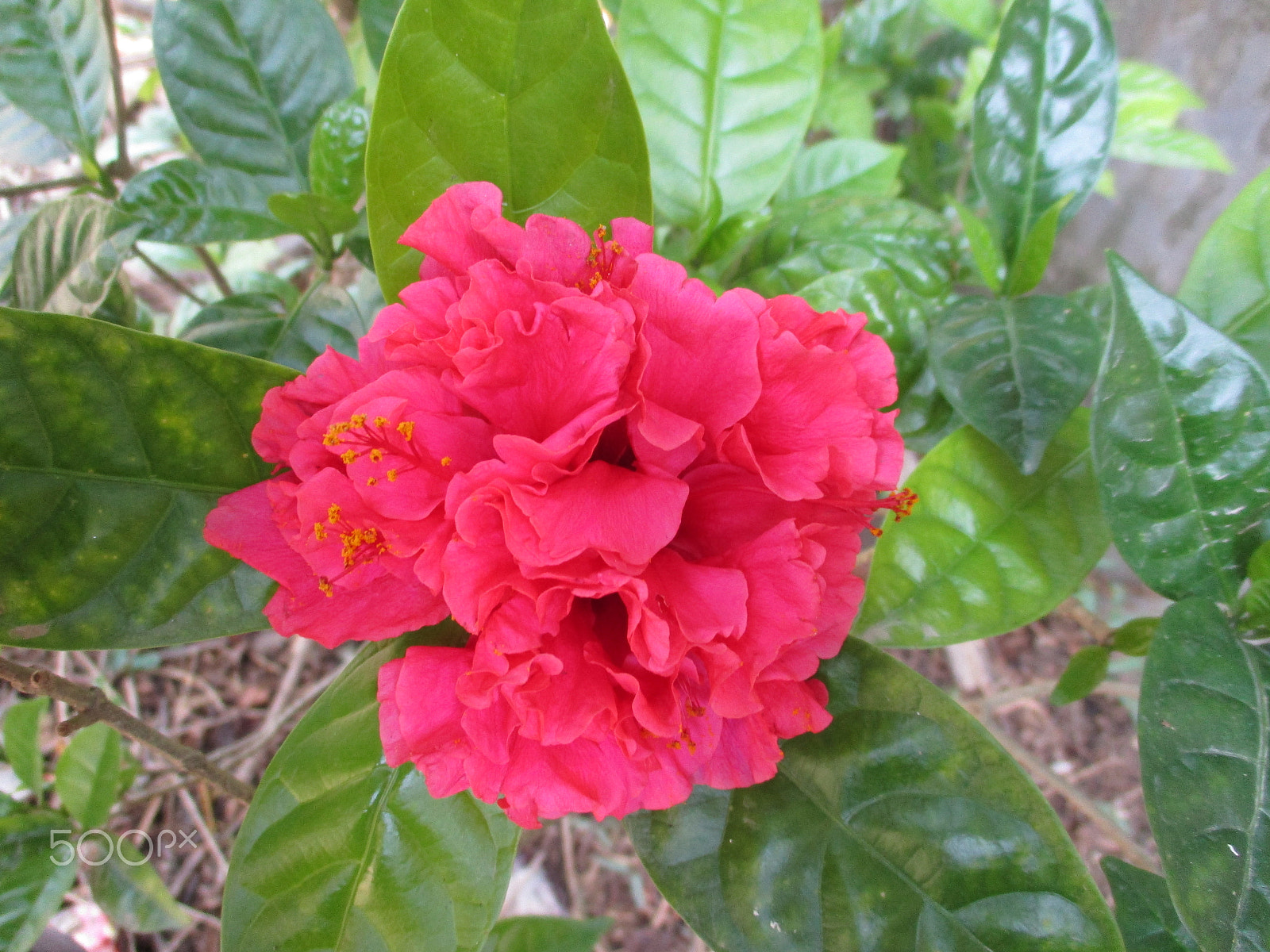 Canon IXUS 185 sample photo. Img photography