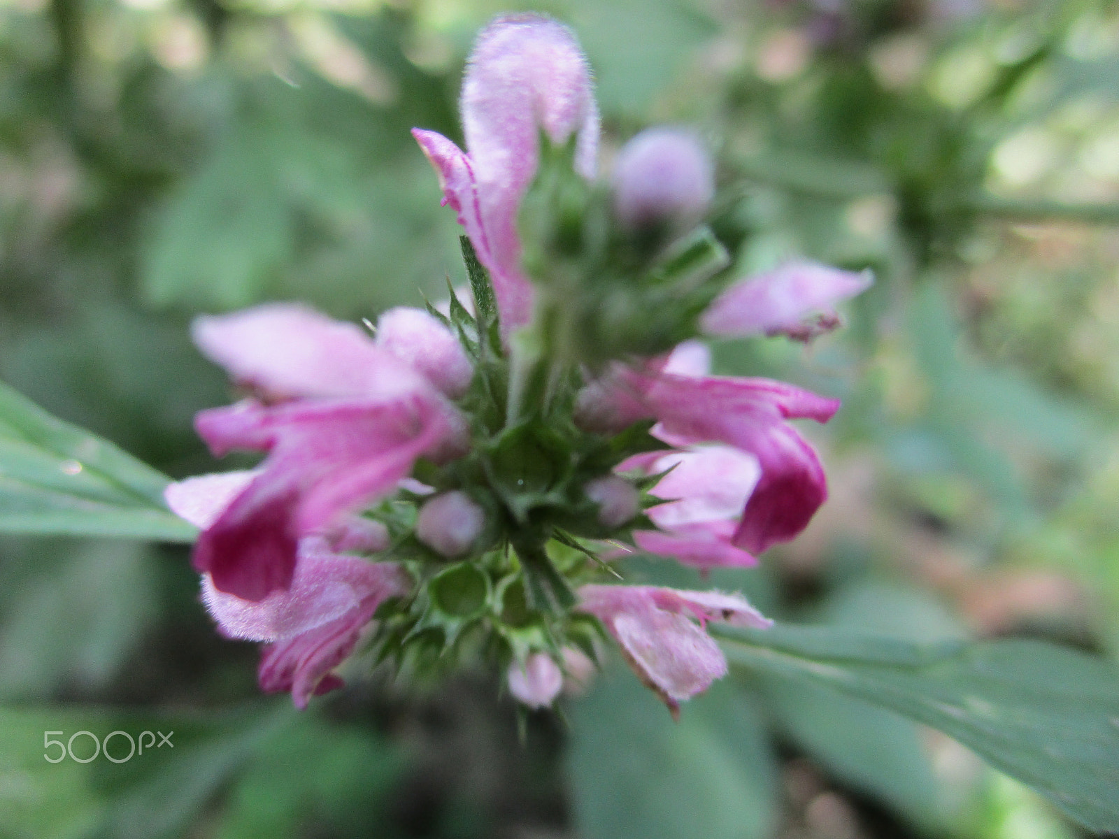 Canon IXUS 185 sample photo. Img photography