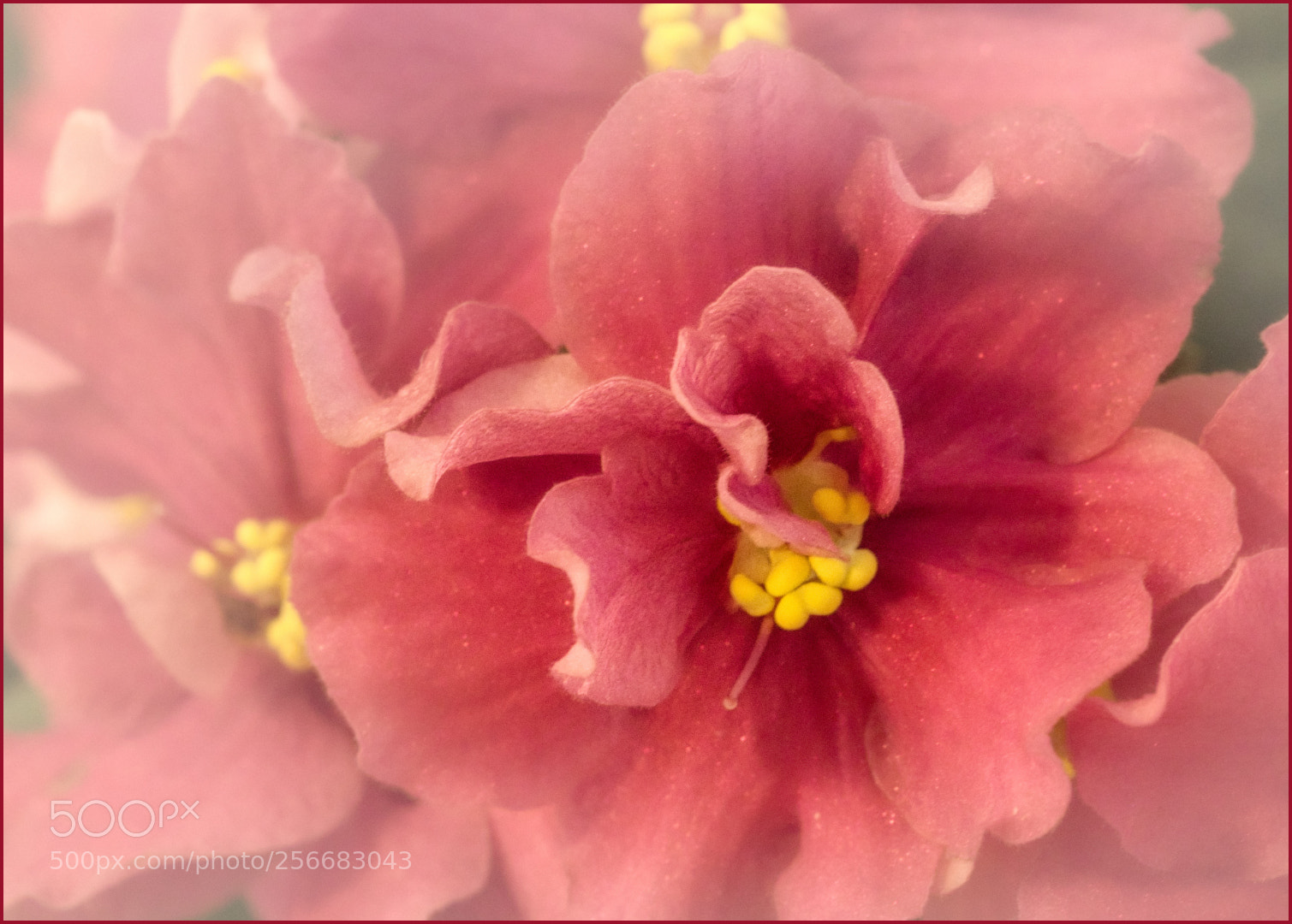 Olympus OM-D E-M10 sample photo. African violet photography