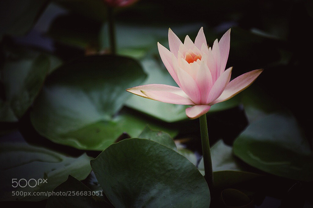 Canon EOS 5D Mark II sample photo. Untitled photography
