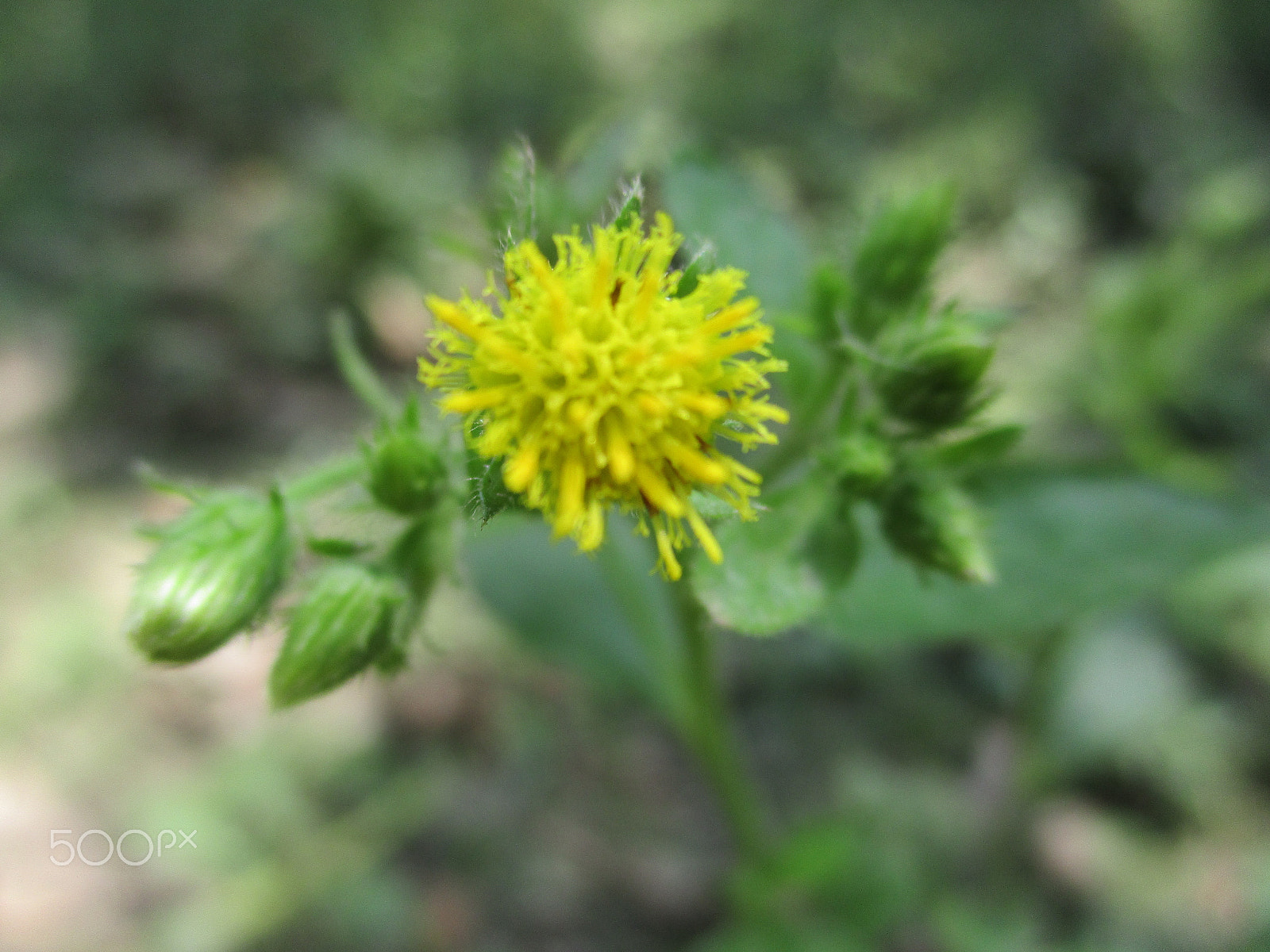 Canon IXUS 185 sample photo. Img photography