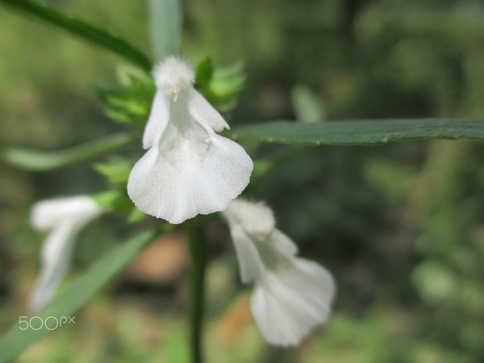 Canon IXUS 185 sample photo. Img photography