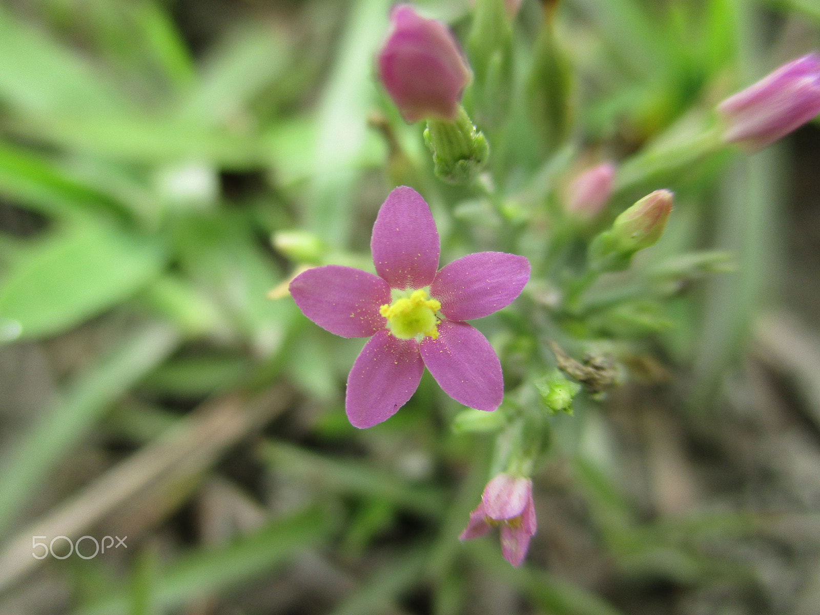 Canon IXUS 185 sample photo. Img photography