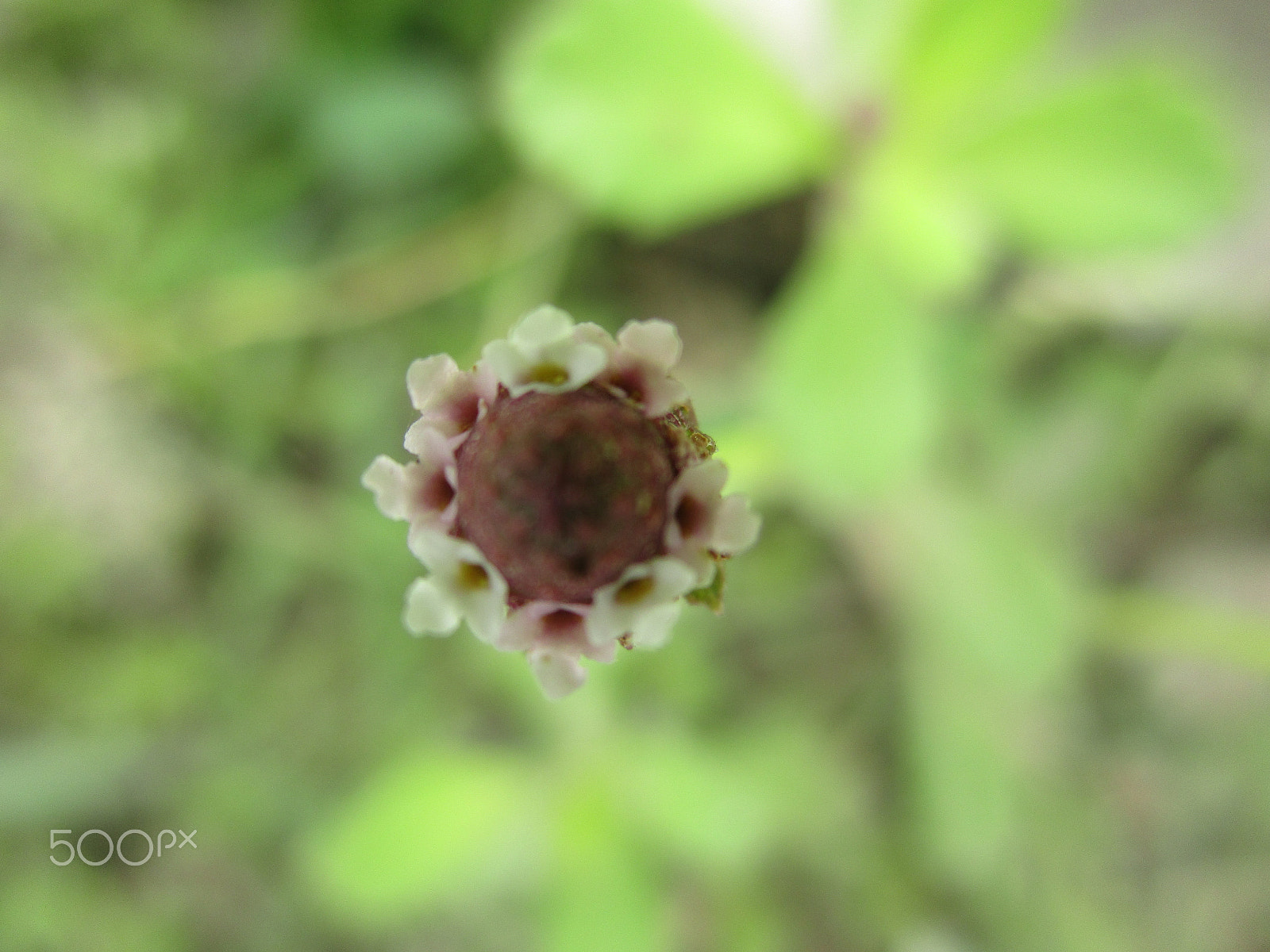Canon IXUS 185 sample photo. Img photography