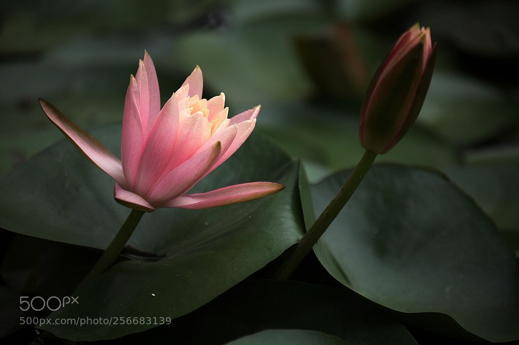 Canon EOS 5D Mark II sample photo. Untitled photography