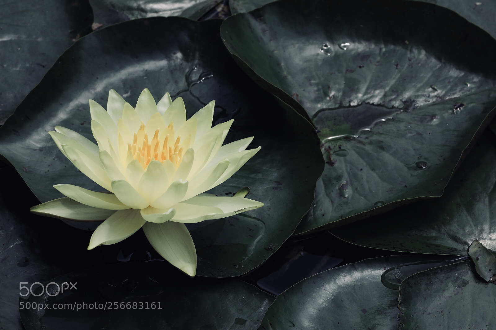 Canon EOS 5D Mark IV sample photo. 莲花 photography