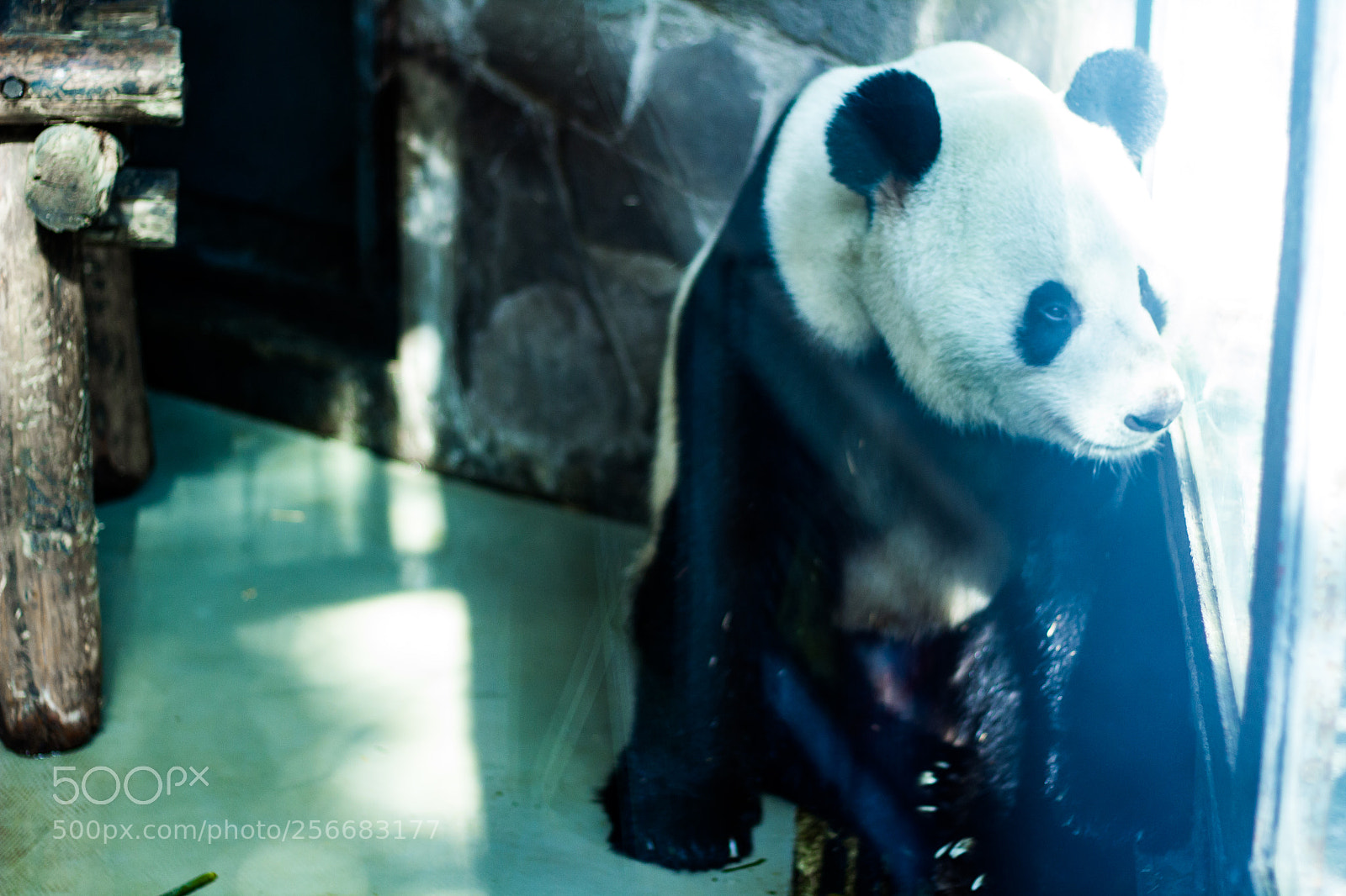 Canon EOS 60D sample photo. Panda in chengdu photography