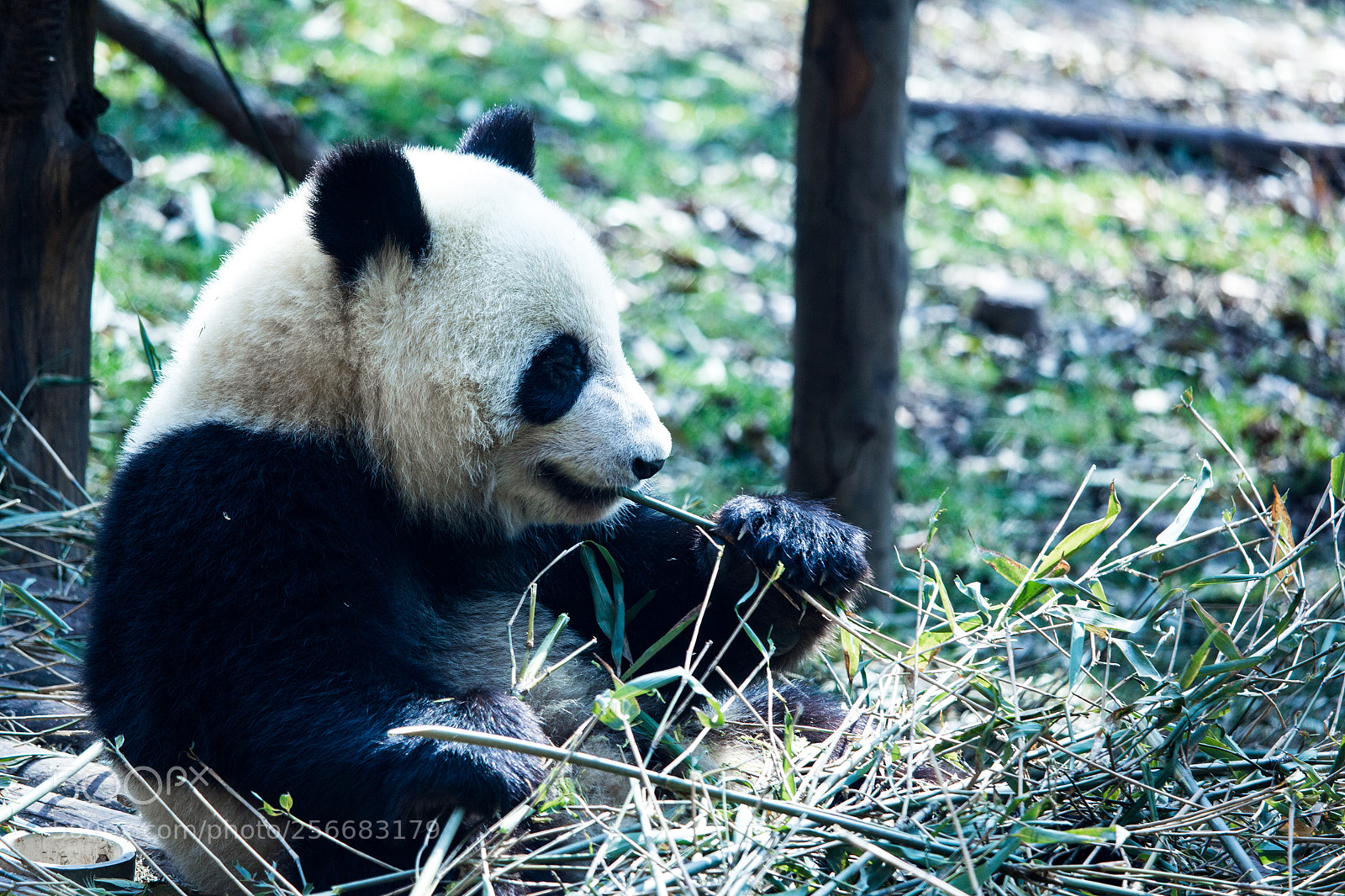 Canon EOS 60D sample photo. Baby panda photography
