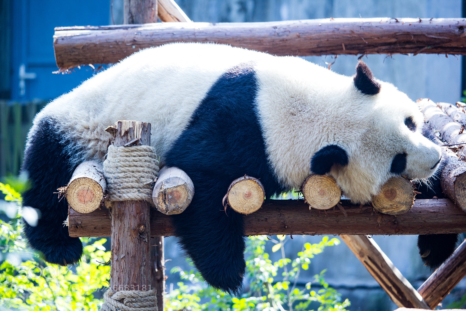 Canon EOS 60D sample photo. Sleeping panda photography