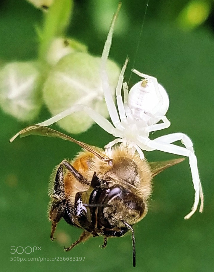Samsung Galaxy S7 sample photo. Crab spider and its photography