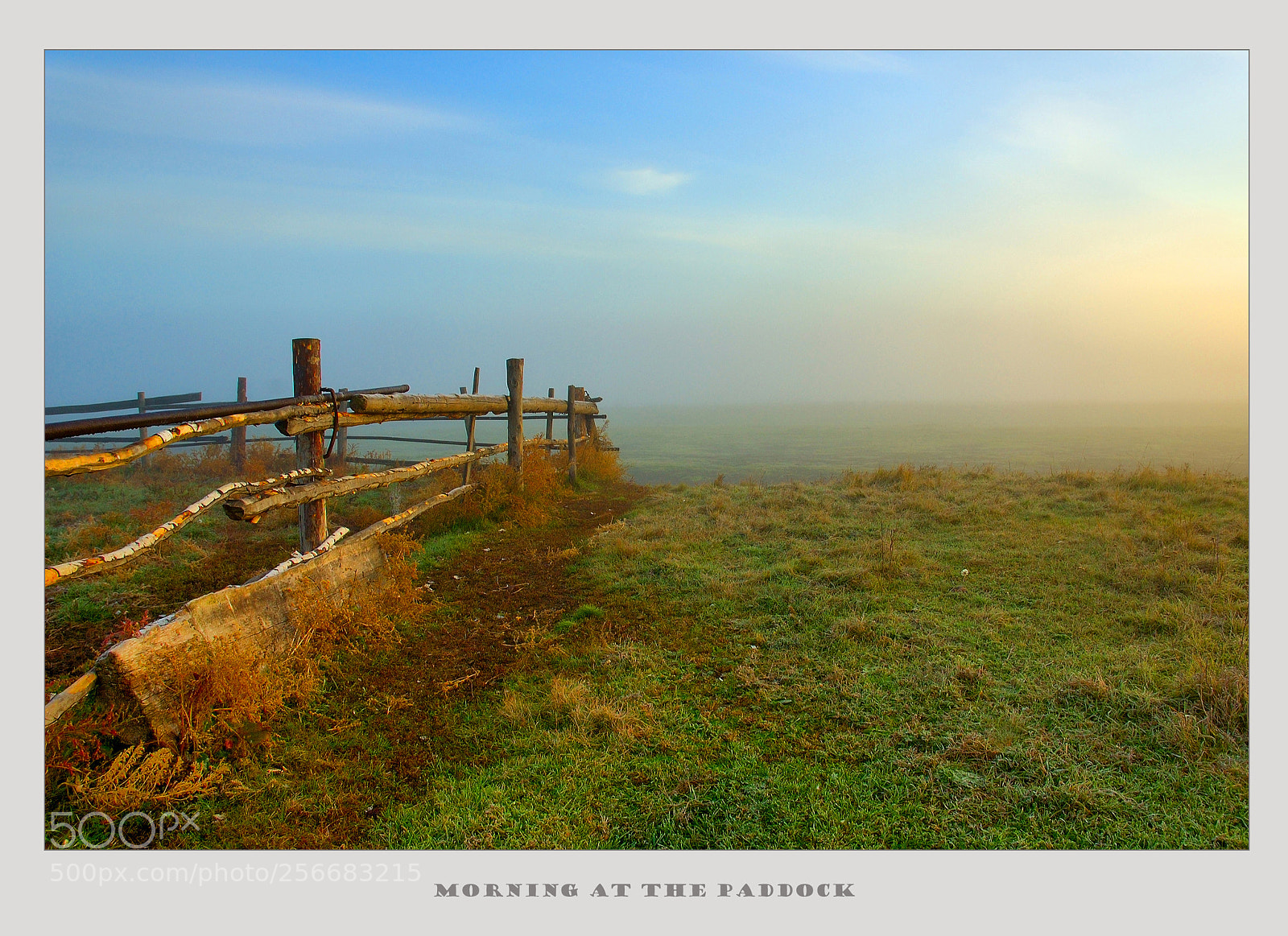 Fujifilm FinePix S3 Pro sample photo. Morning at the paddock photography
