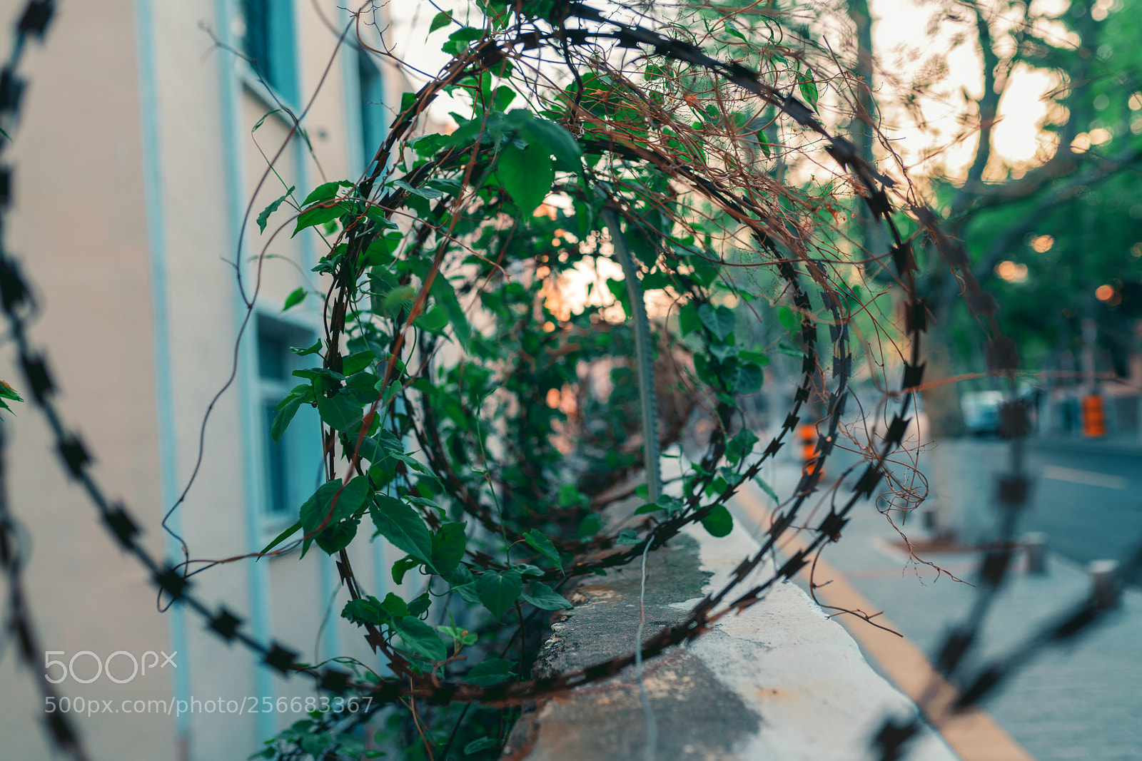 Sony a7R II sample photo. Life photography