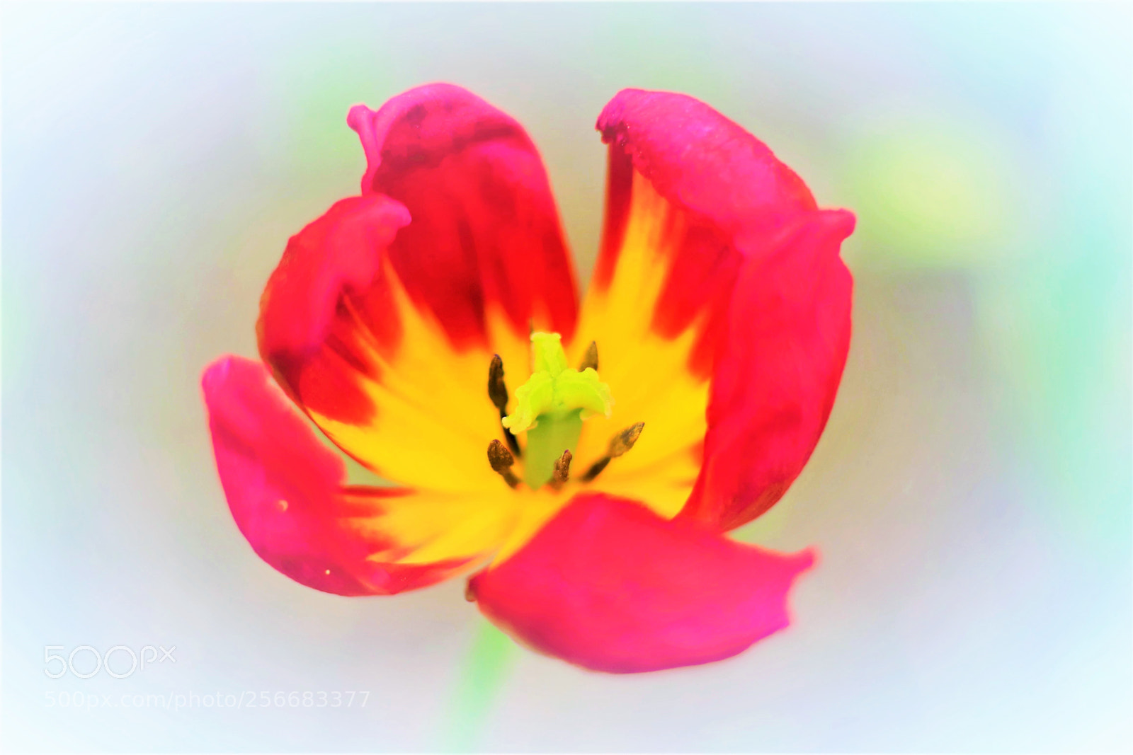 Canon EOS 6D Mark II sample photo. Withered -- 凋零 photography