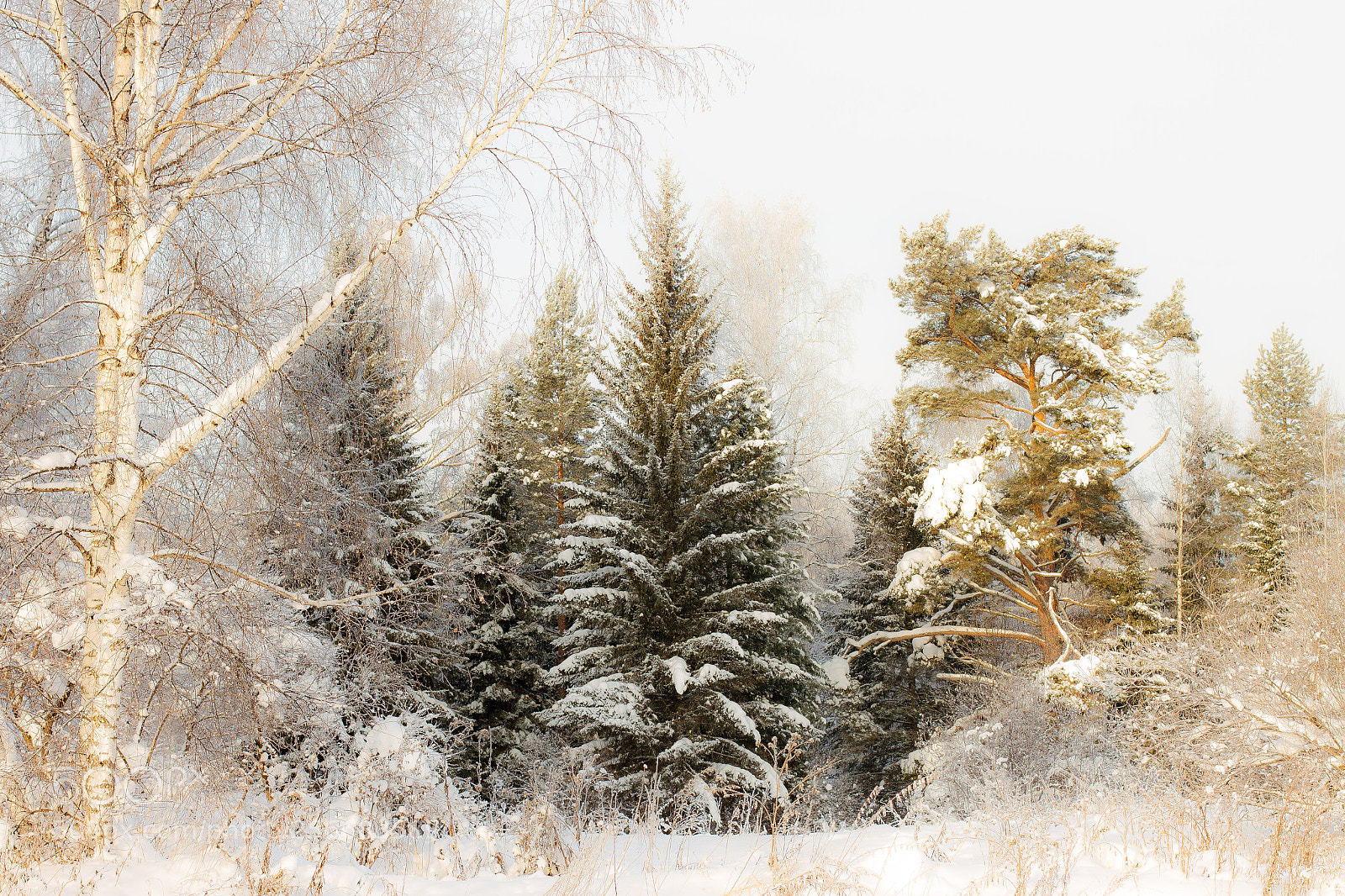 Canon EOS 7D sample photo. Winter calmness photography