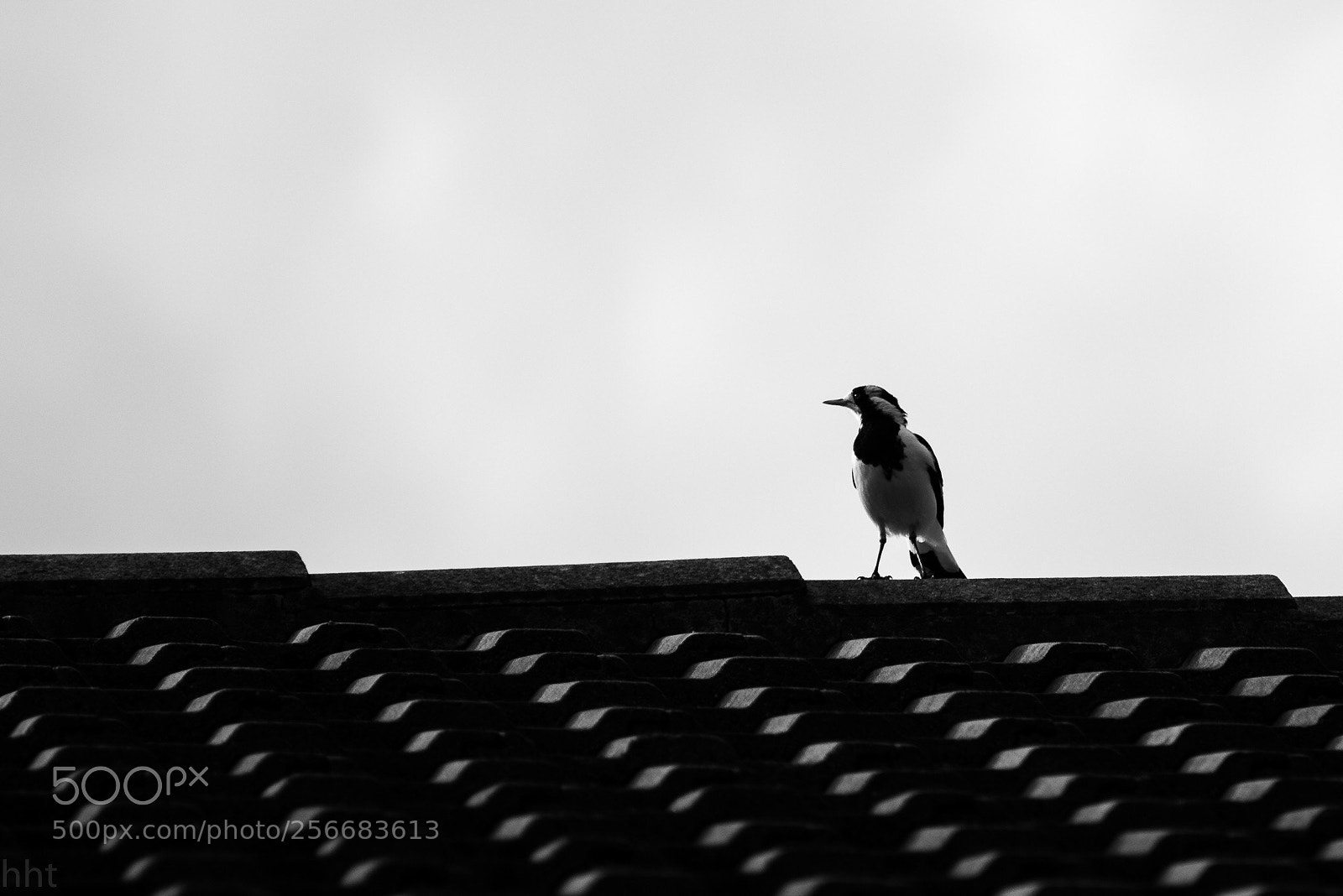 Nikon D750 sample photo. Bird photography