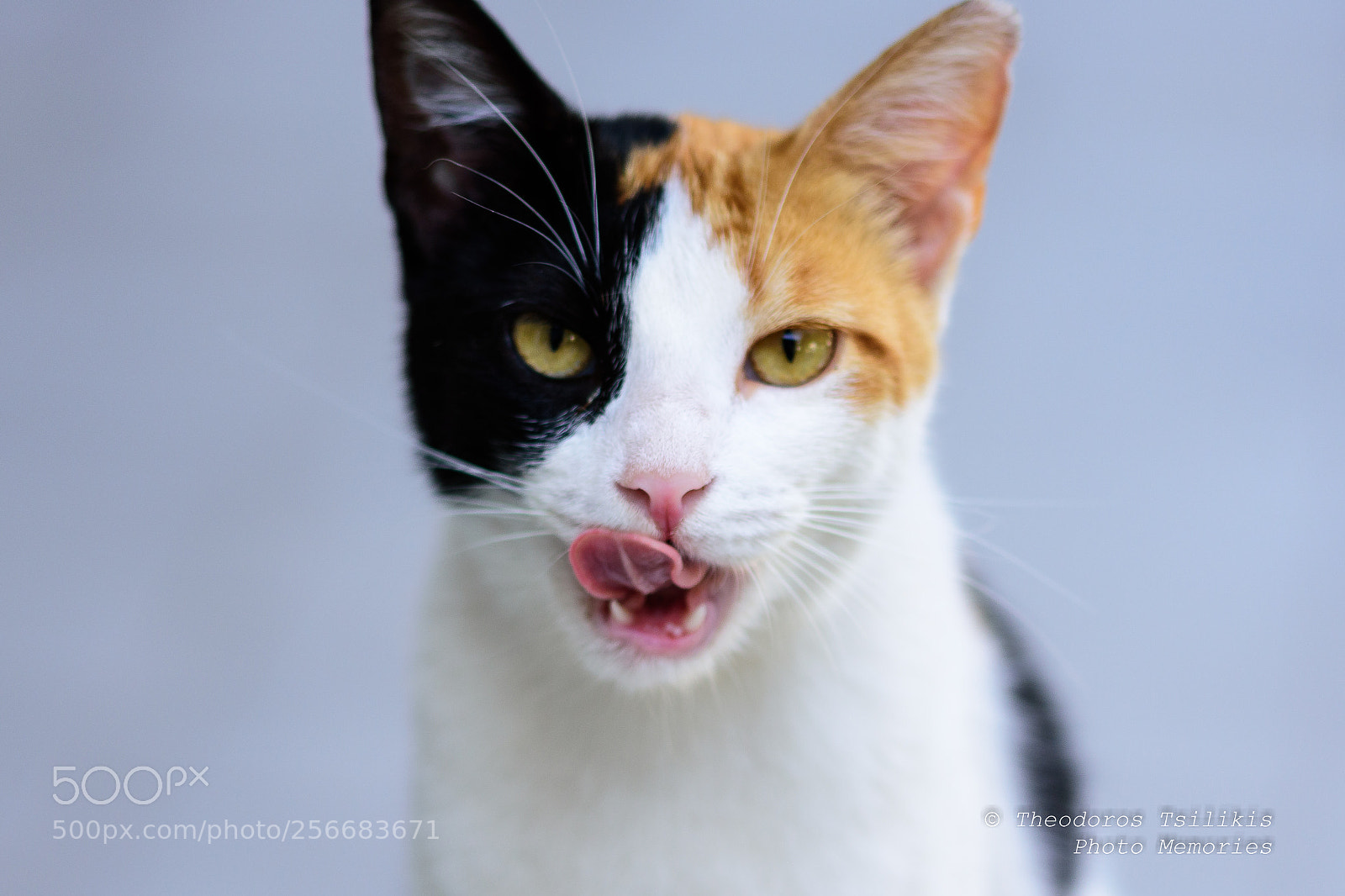 Nikon D7200 sample photo. Domestic cat photography