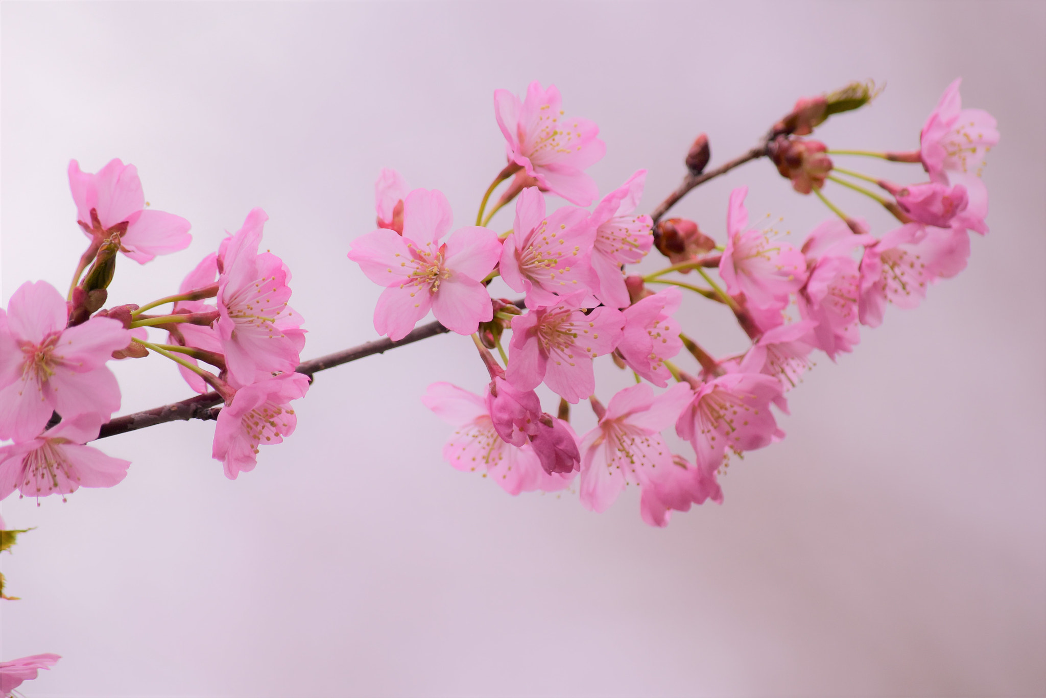 Nikon D5500 sample photo. Sakura♪ photography