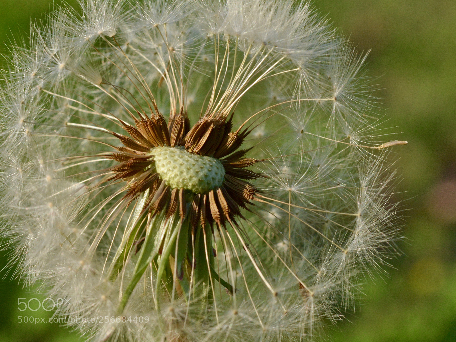 Nikon D7100 sample photo. Puffball photography