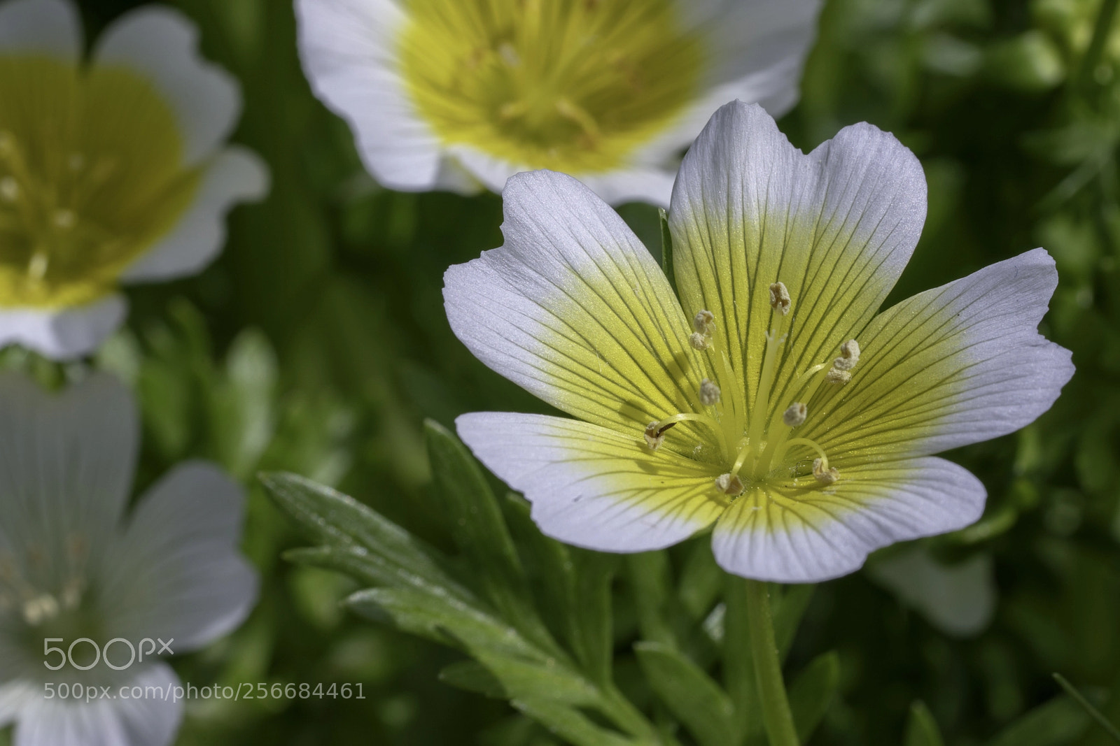 Sony a7R III sample photo. Limnanthes douglasii photography