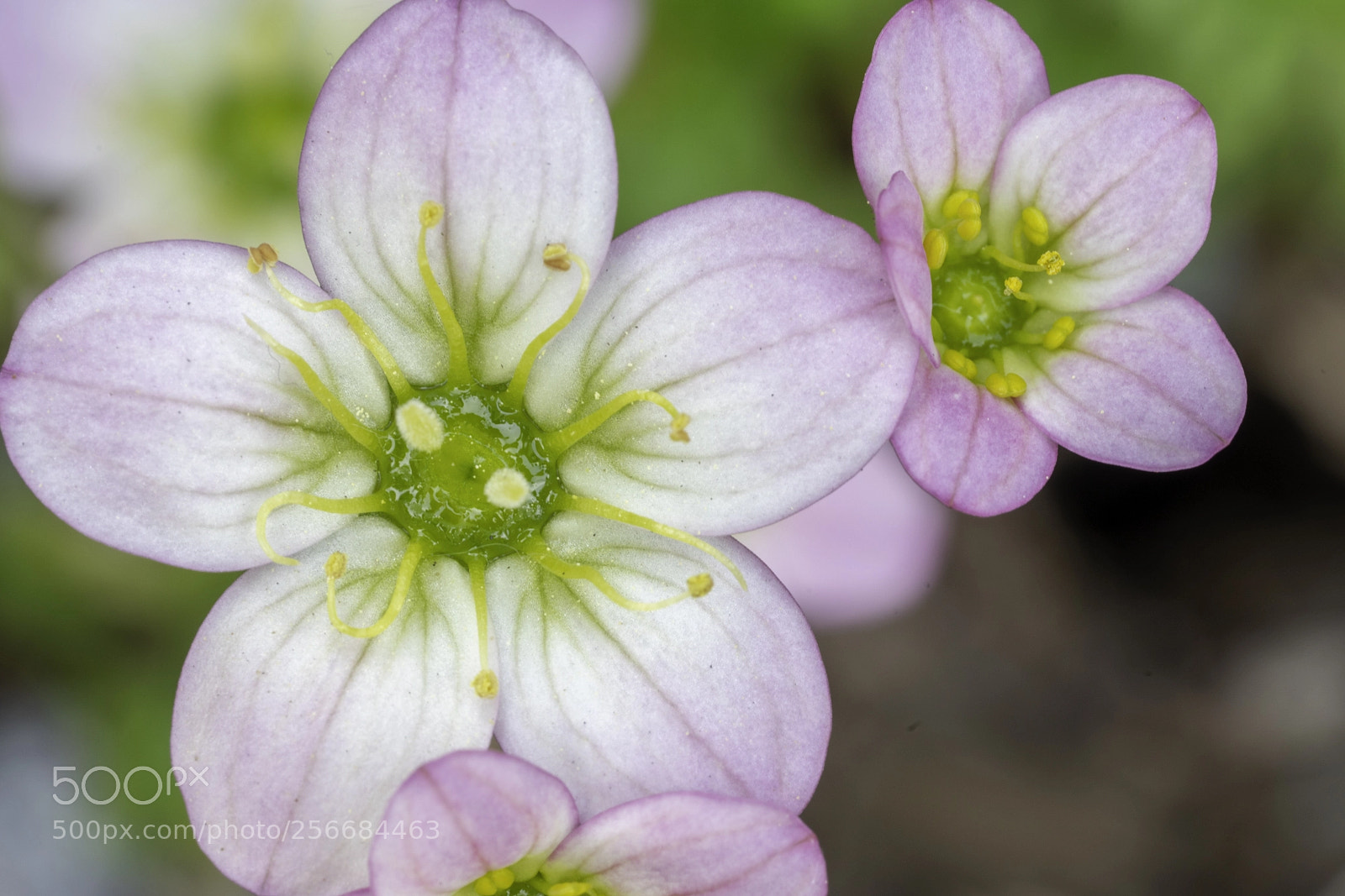 Sony a7R III sample photo. Unknown flower 3 photography