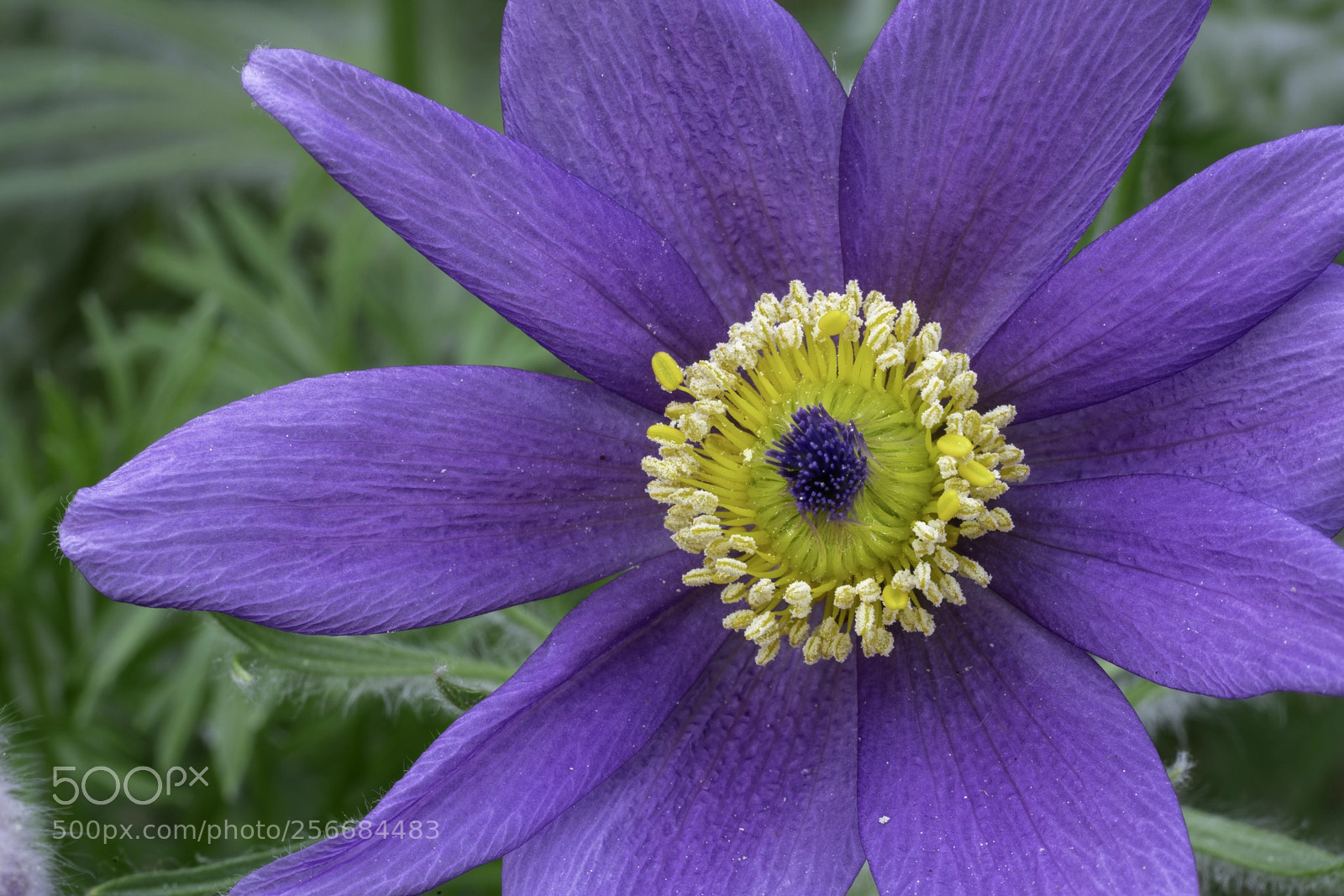 Sony a7R III sample photo. Unknown flower photography