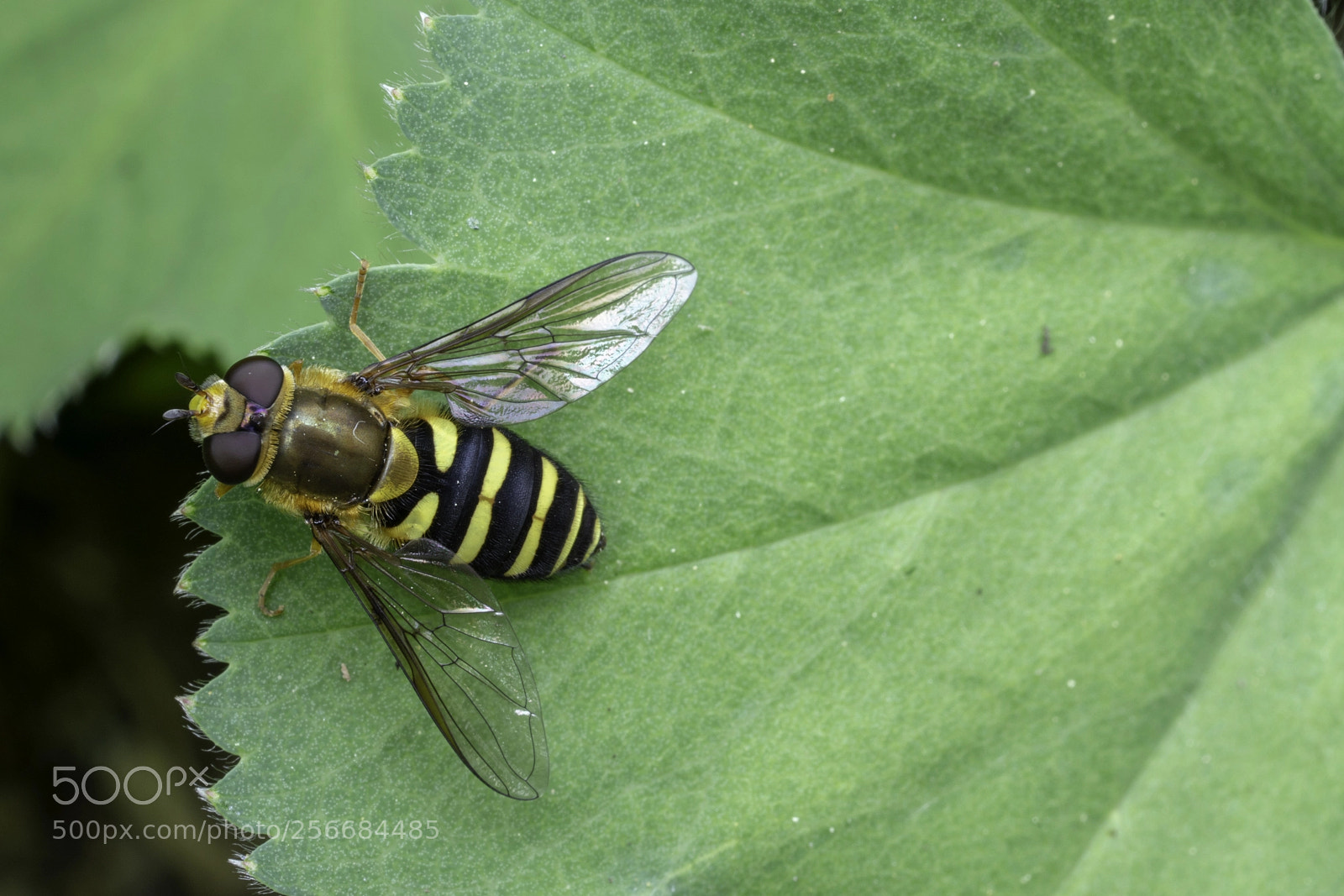 Sony a7R III sample photo. Unknown insect photography