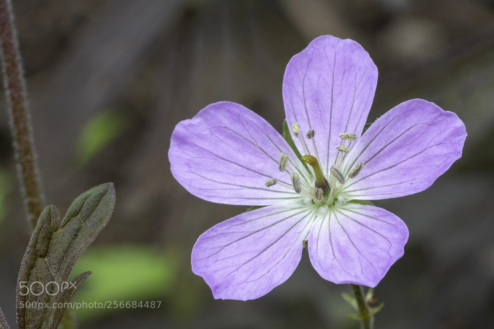 Sony a7R III sample photo. Unknown flower 2 photography