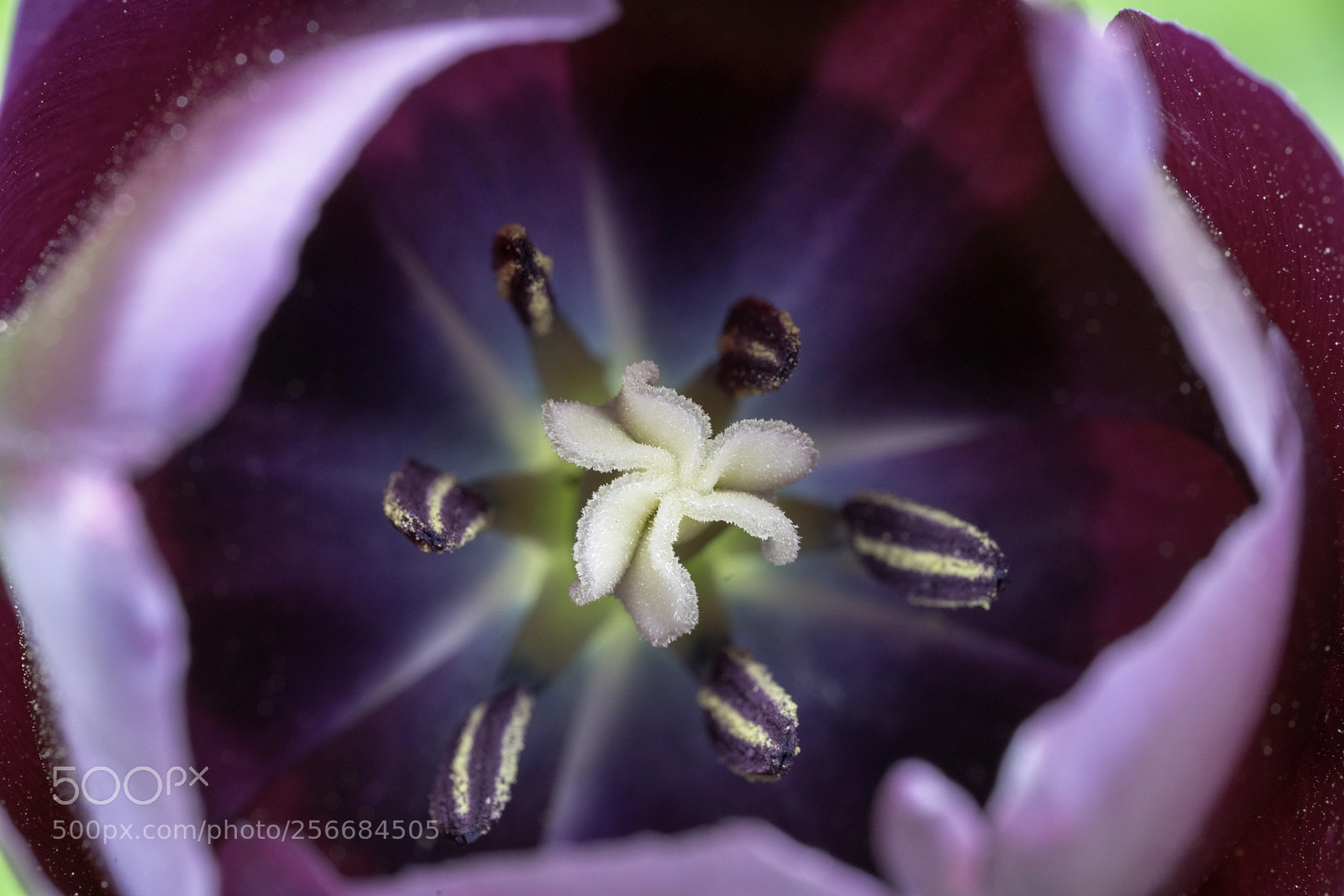 Sony a7R III sample photo. Tulip portrait photography