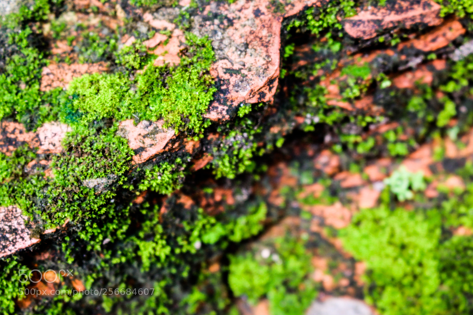 Canon EOS 70D sample photo. Untitled photography