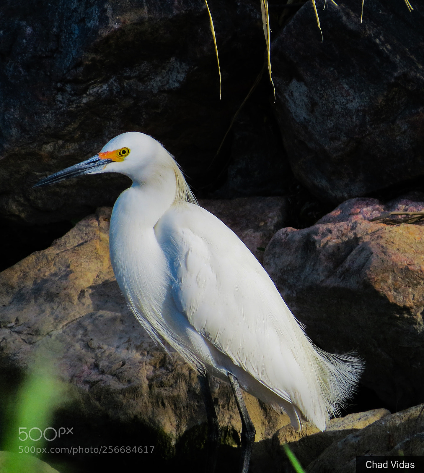 Canon PowerShot SX50 HS sample photo. Egret photography