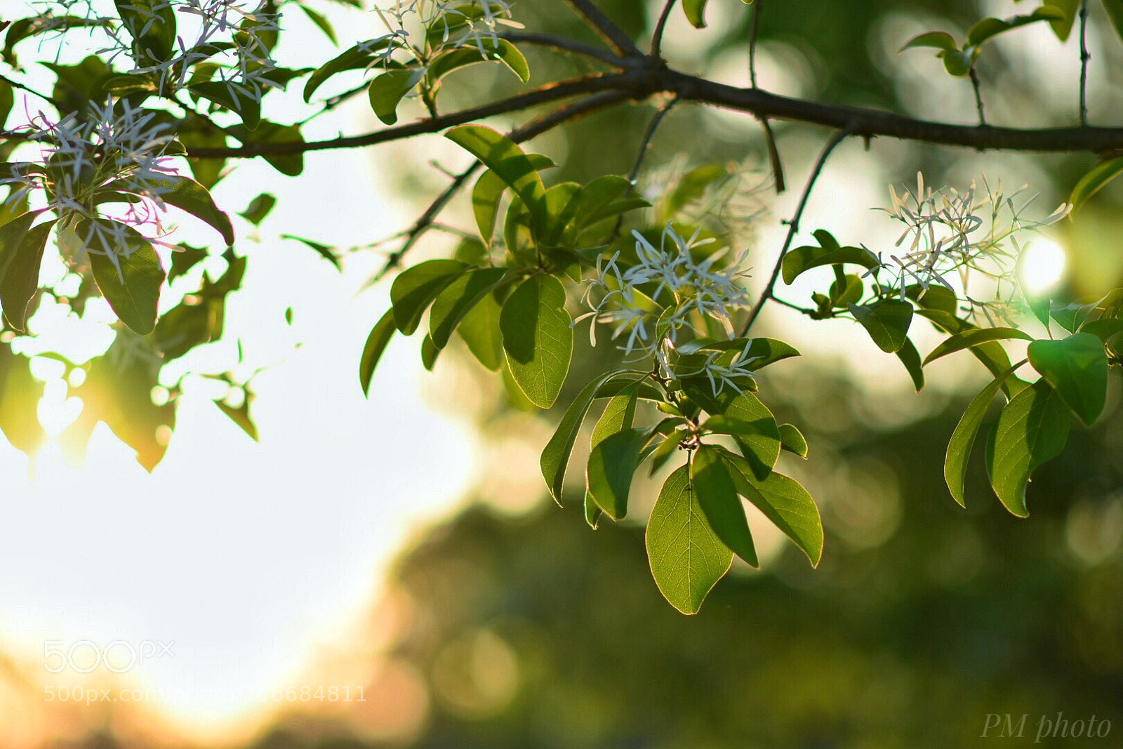 Nikon D7200 sample photo. Untitled photography