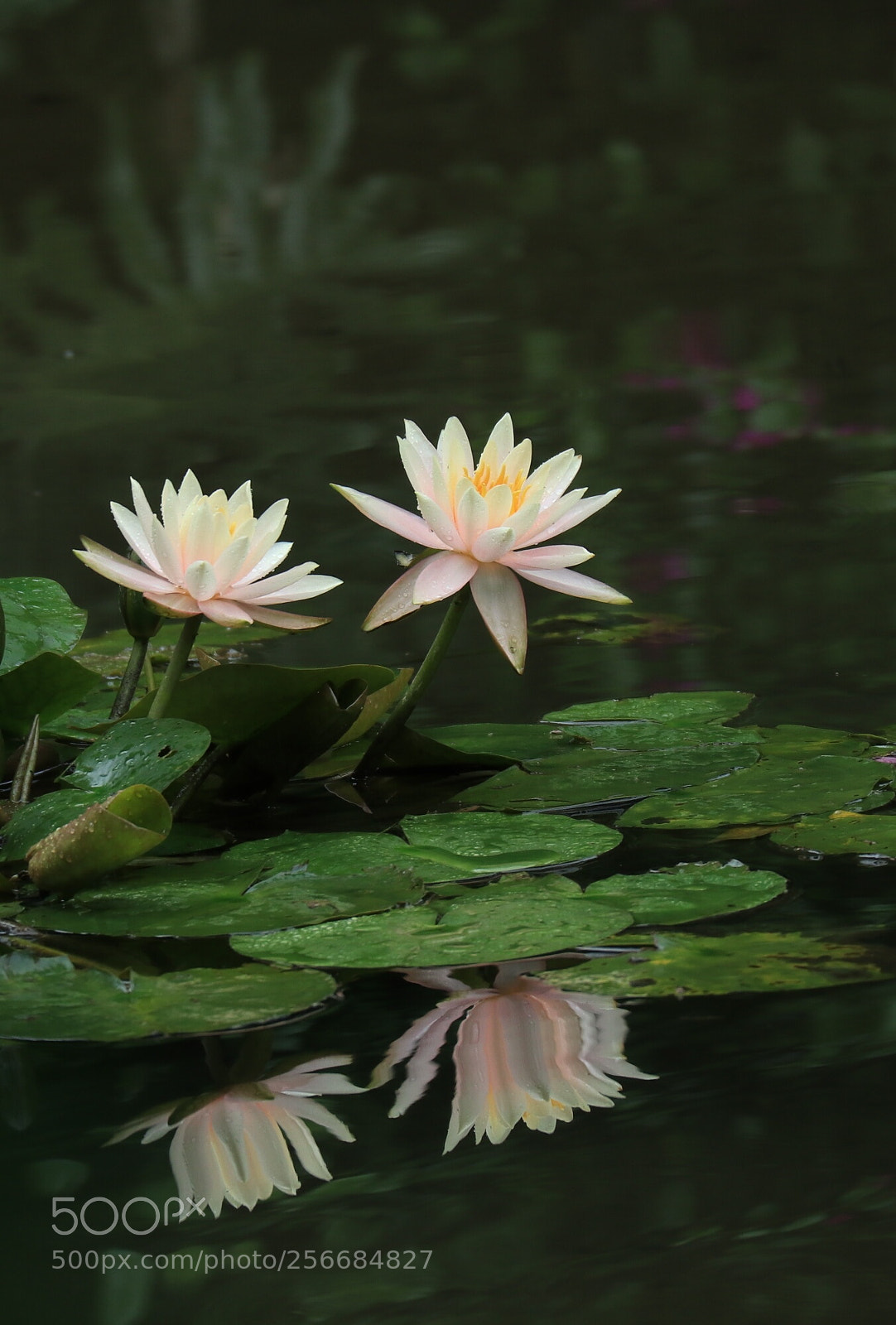 Canon EOS M5 sample photo. After the rain photography