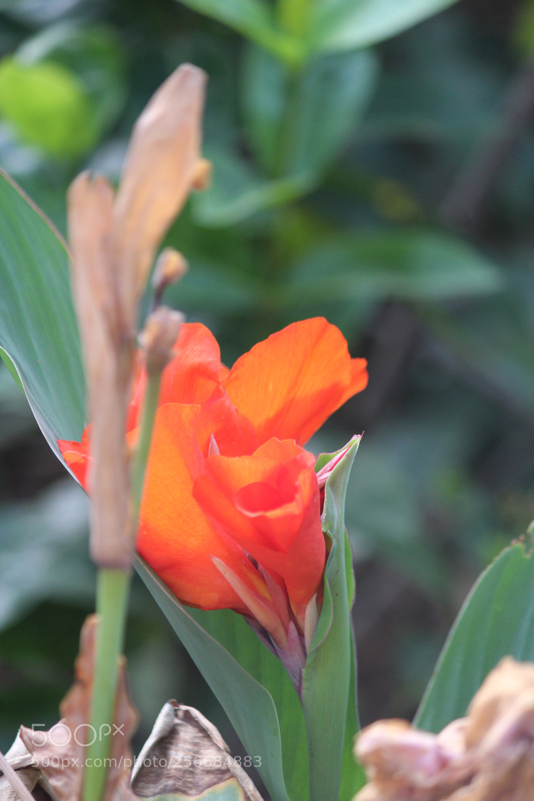 Canon EF-S 55-250mm F4-5.6 IS II sample photo. Shivam uniqie photography