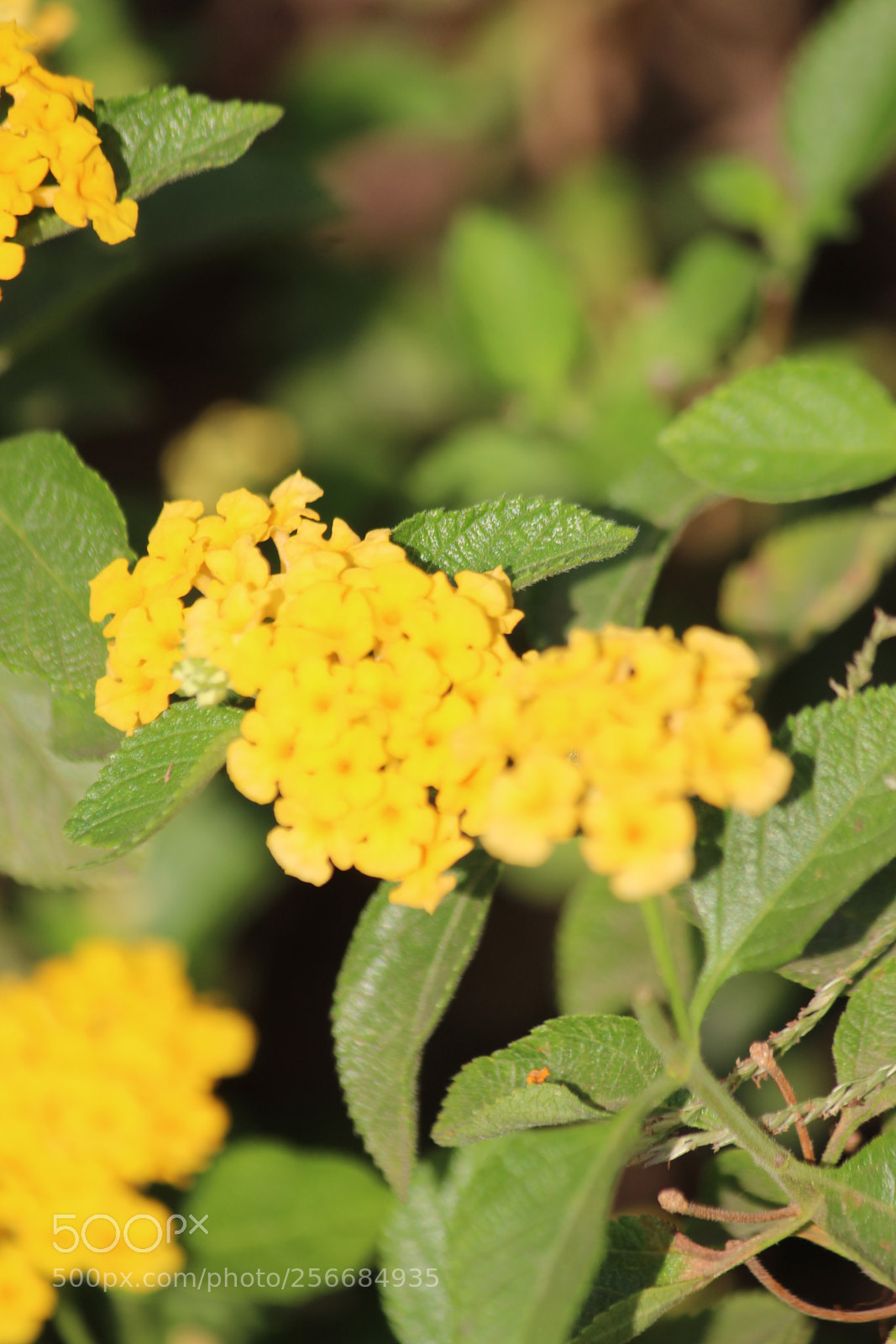 Canon EF-S 55-250mm F4-5.6 IS II sample photo. Shivam uniqie photography