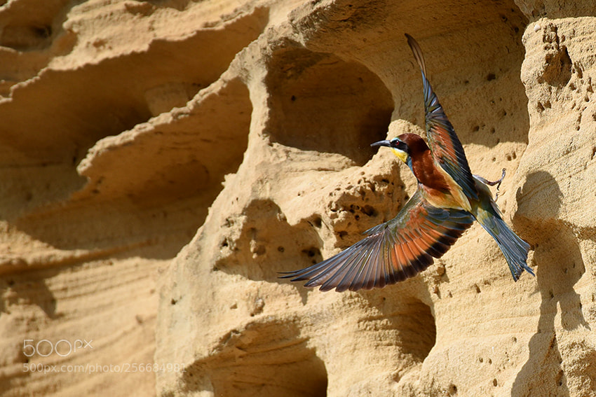Nikon D750 sample photo. Bee - eater photography