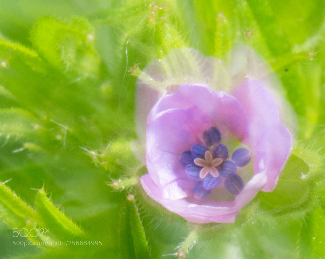 Canon EOS 60D sample photo. Surreal photography