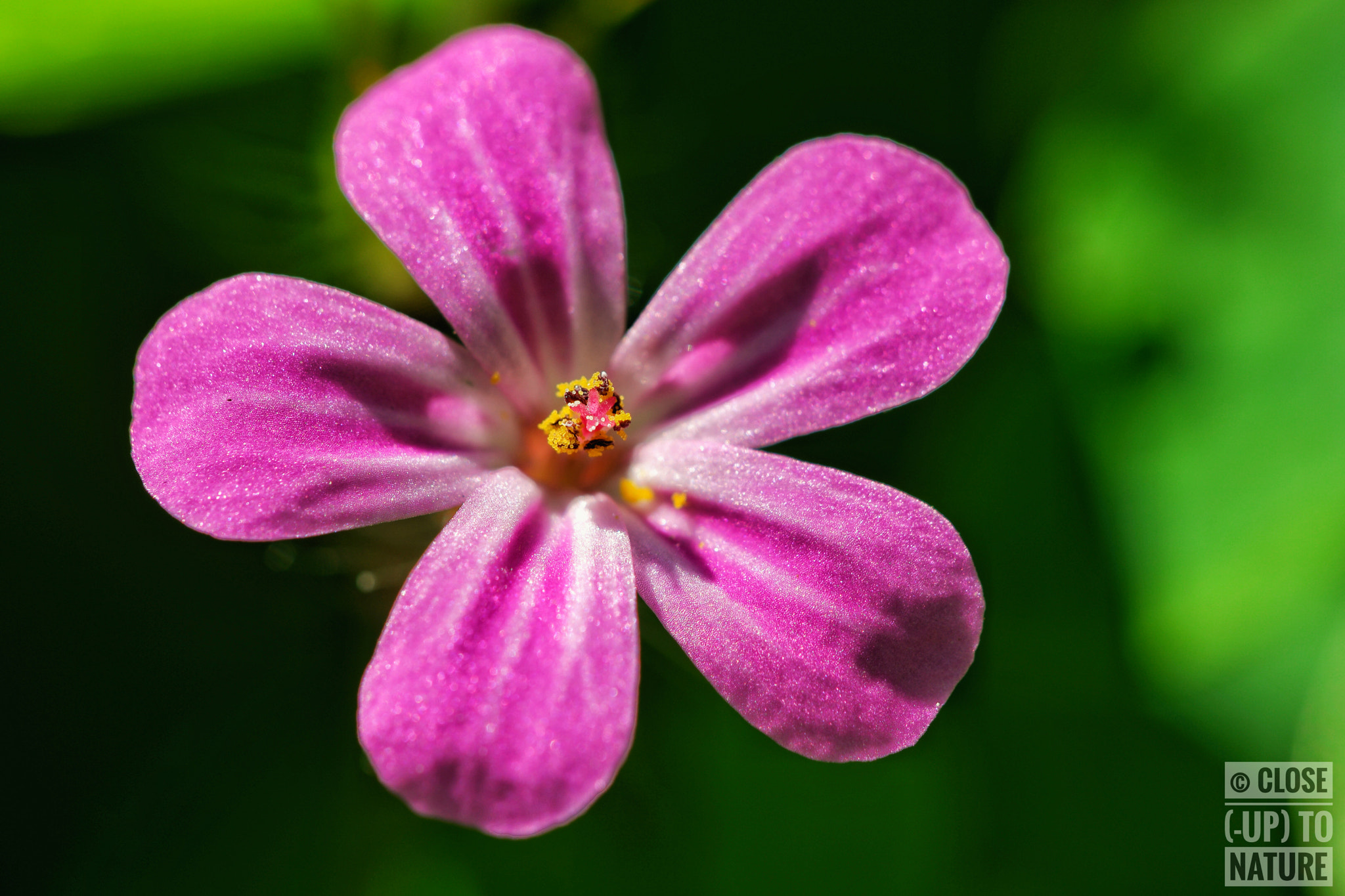 Samsung NX500 sample photo. Geranium robertianum photography