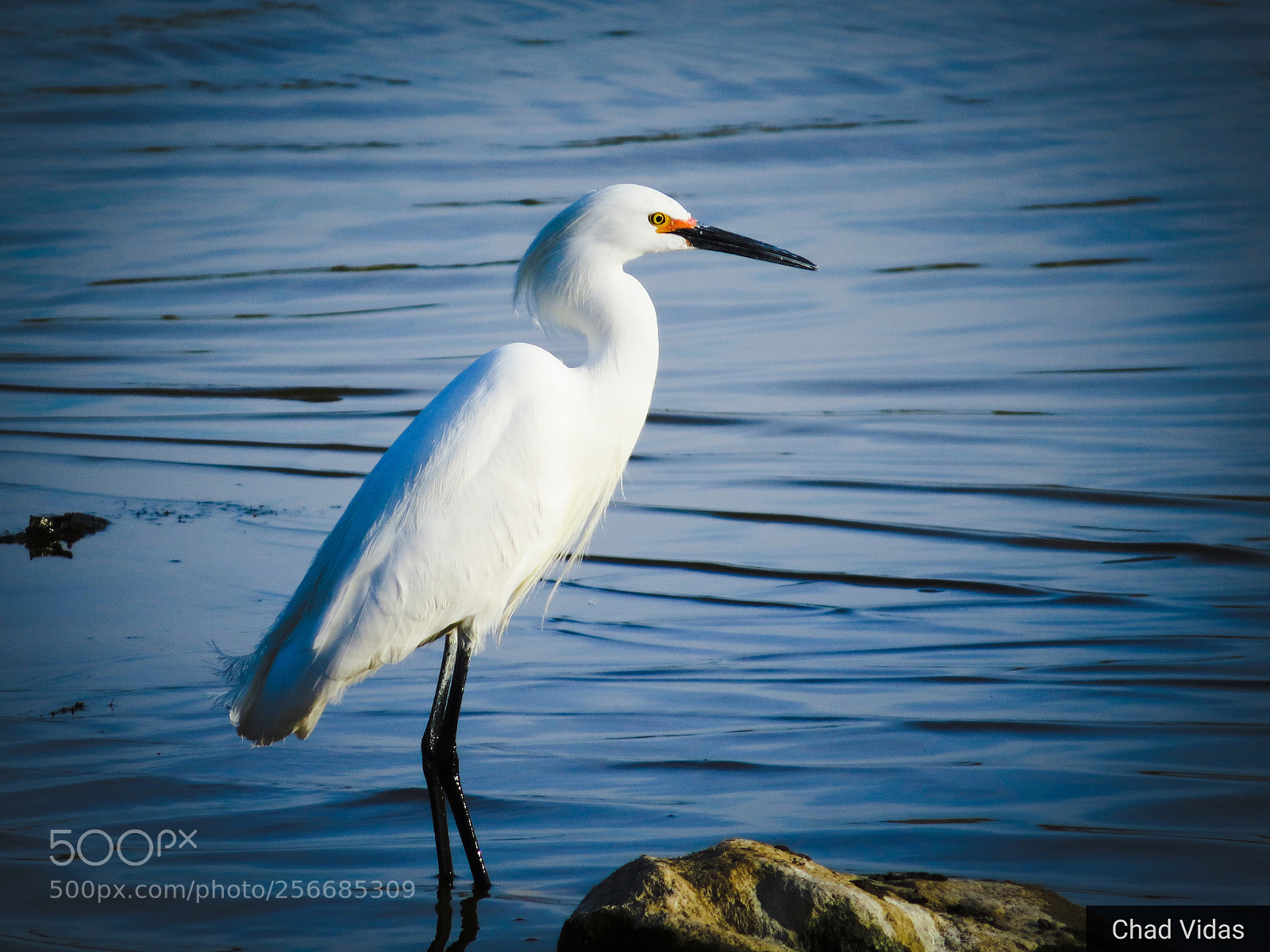 Canon PowerShot SX50 HS sample photo. Egret photography