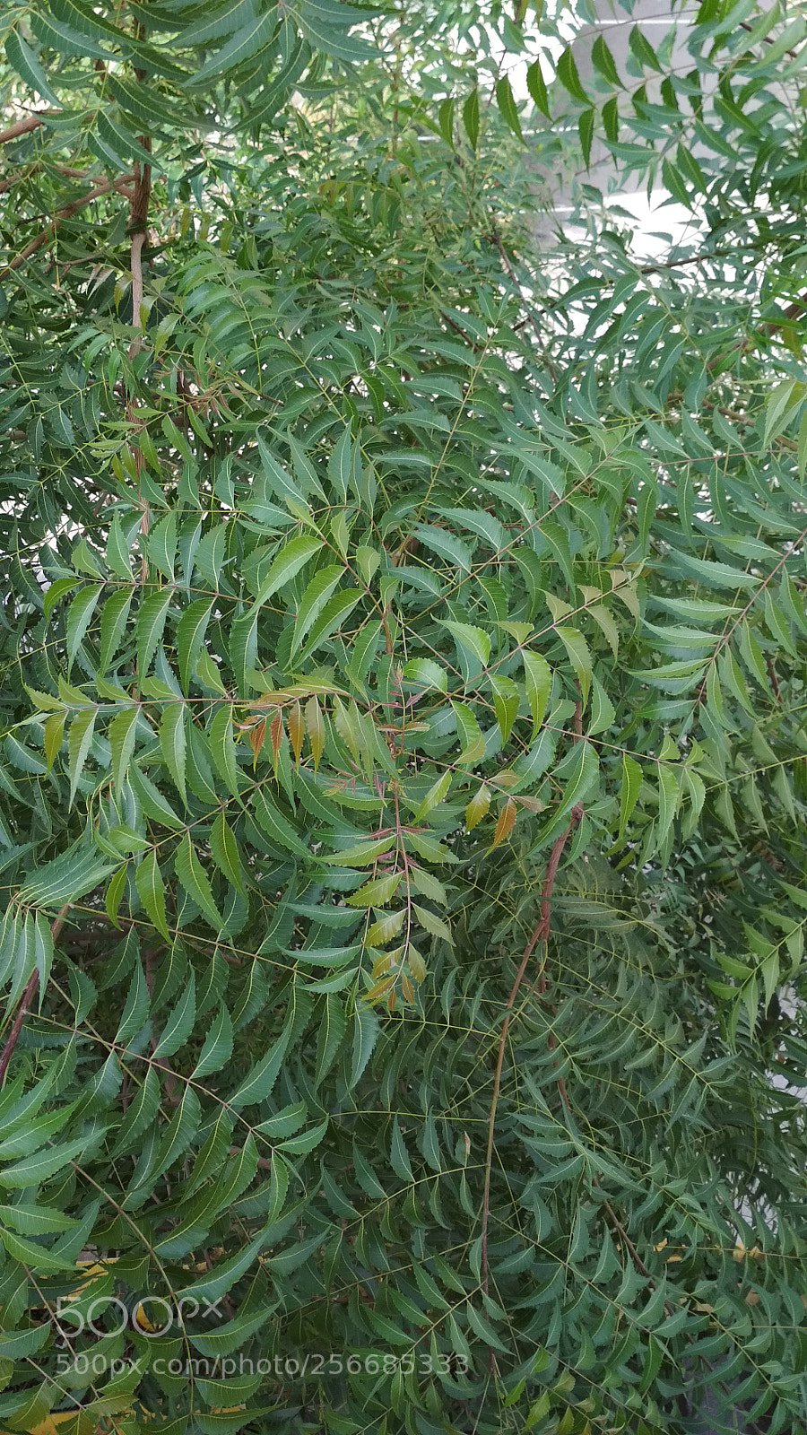 Xiaomi Redmi 4 Pro sample photo. Untitled photography