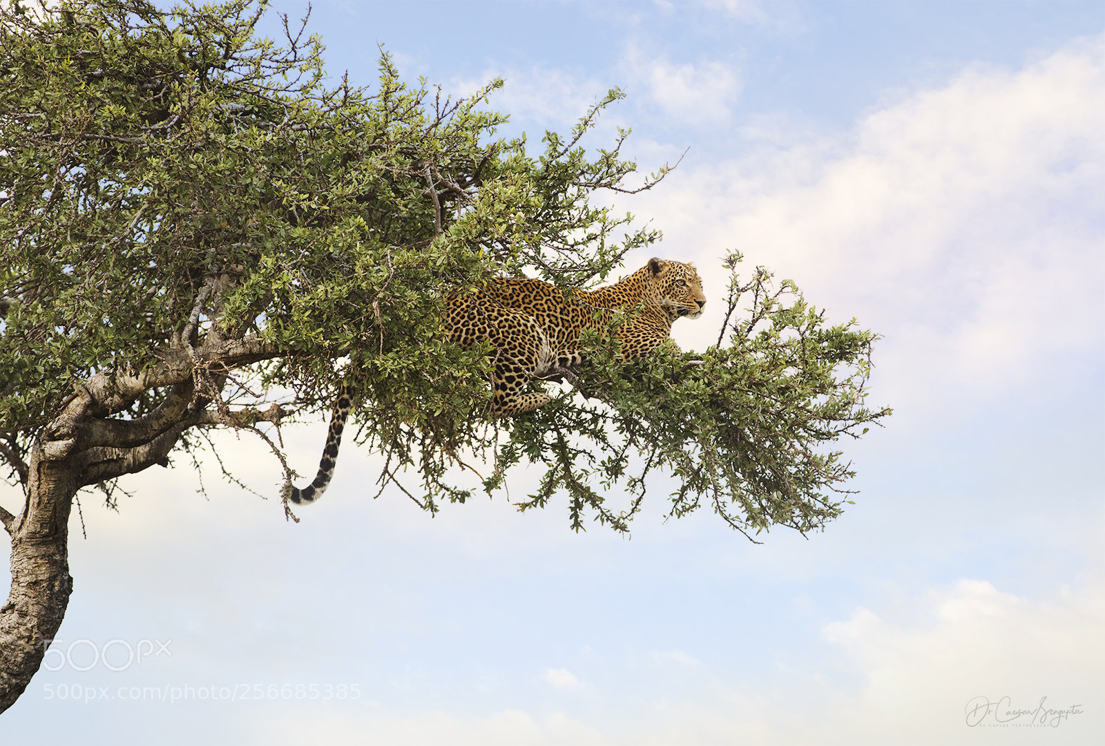 Canon EOS 5D Mark IV sample photo. Leopard on tree photography