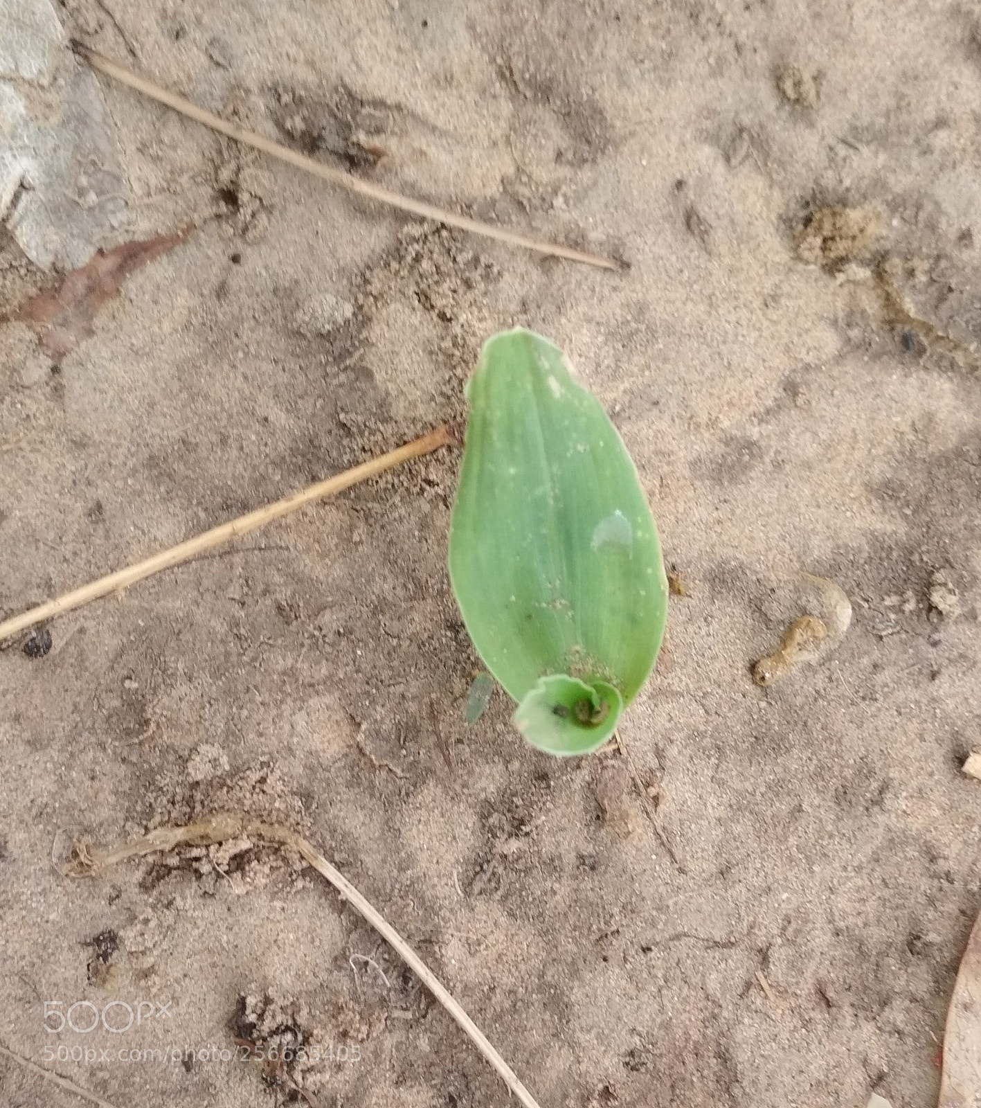 Xiaomi Redmi 4 Pro sample photo. Img_20180427_173733.jpg photography